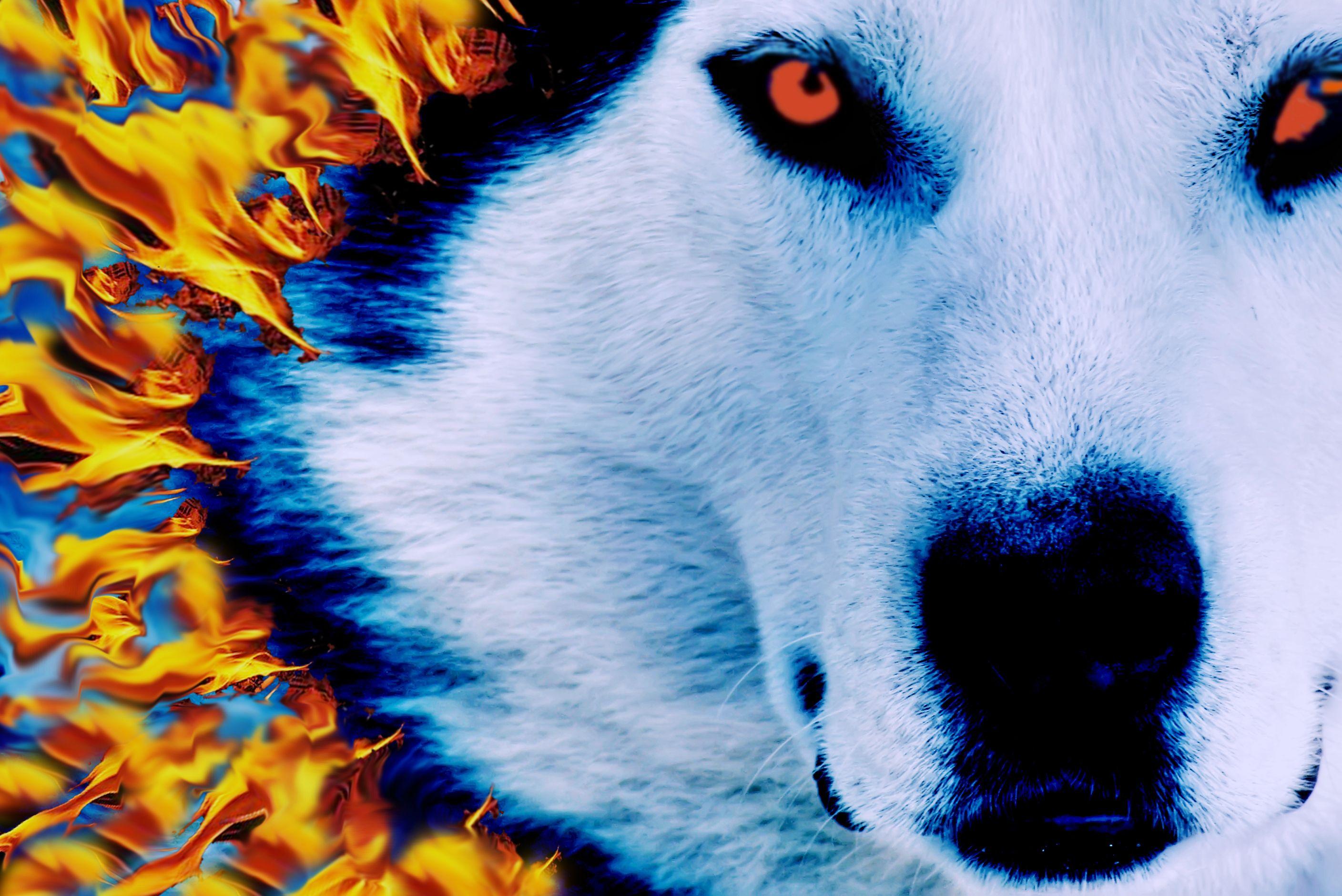 Fire and Ice Wolf. Photography For Communication (FW2011