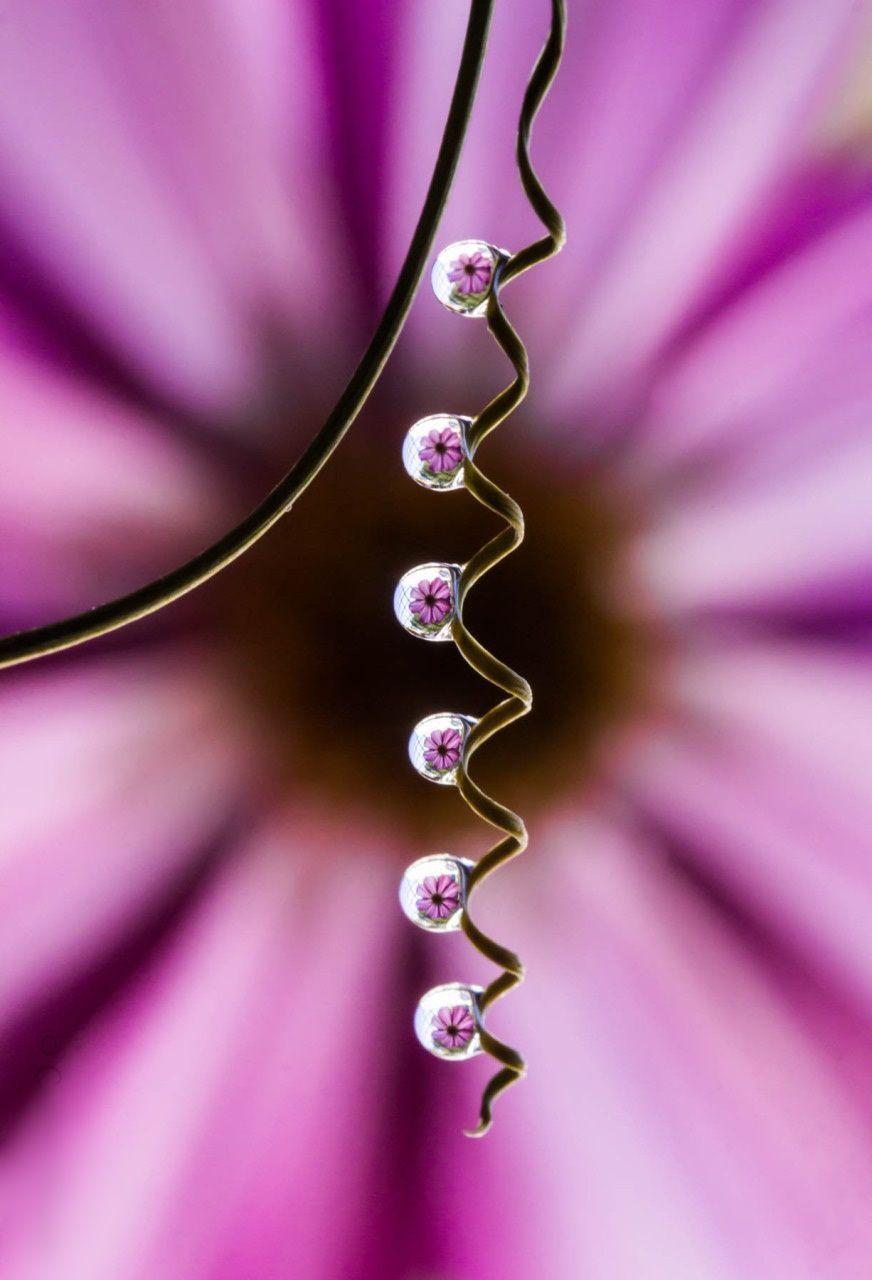 Florecitas moradas. Tiny purple flowers. Floral Awe