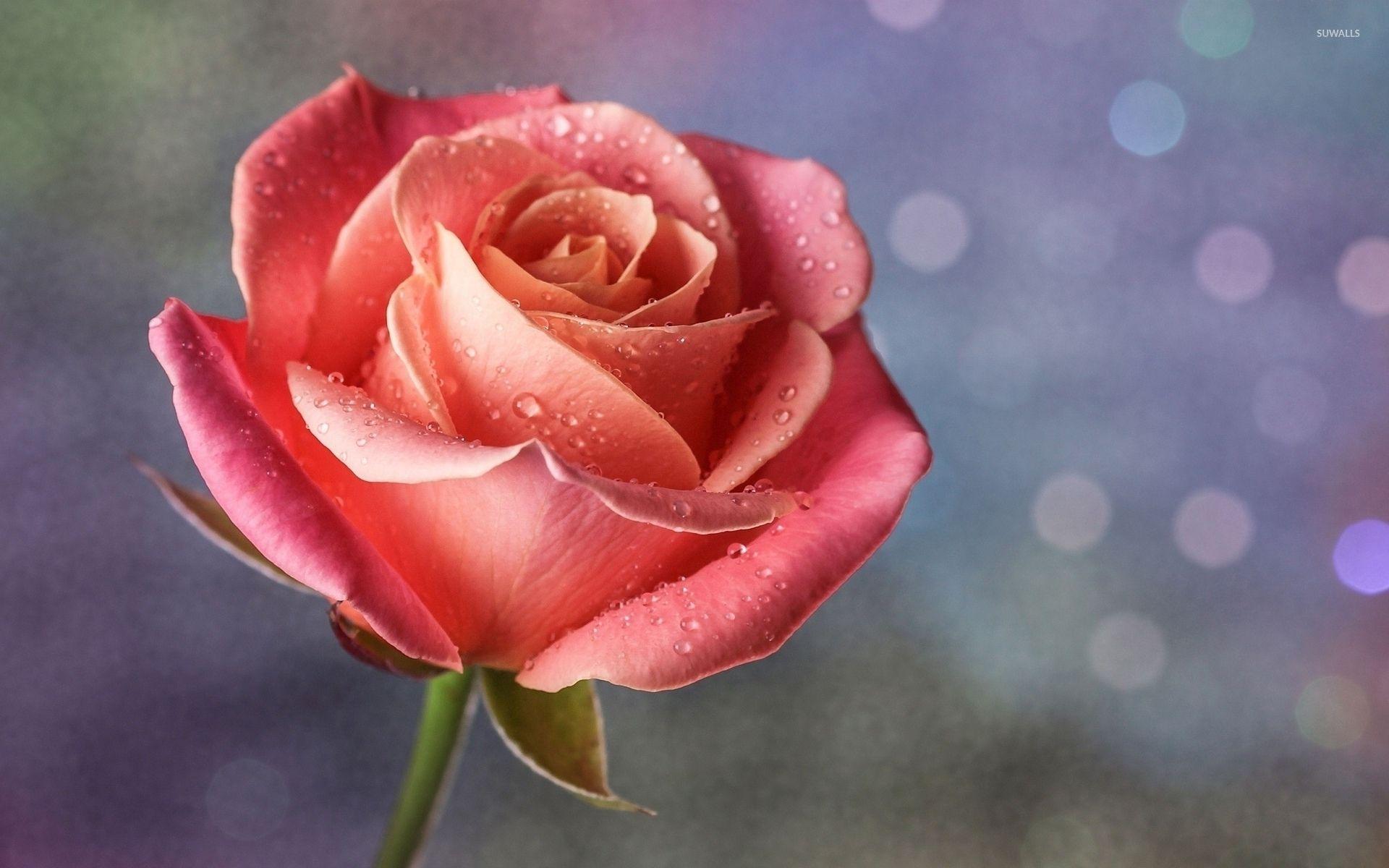 Rose With Water Drops Wallpaper Pink Rose With Water Drops Wallpaper