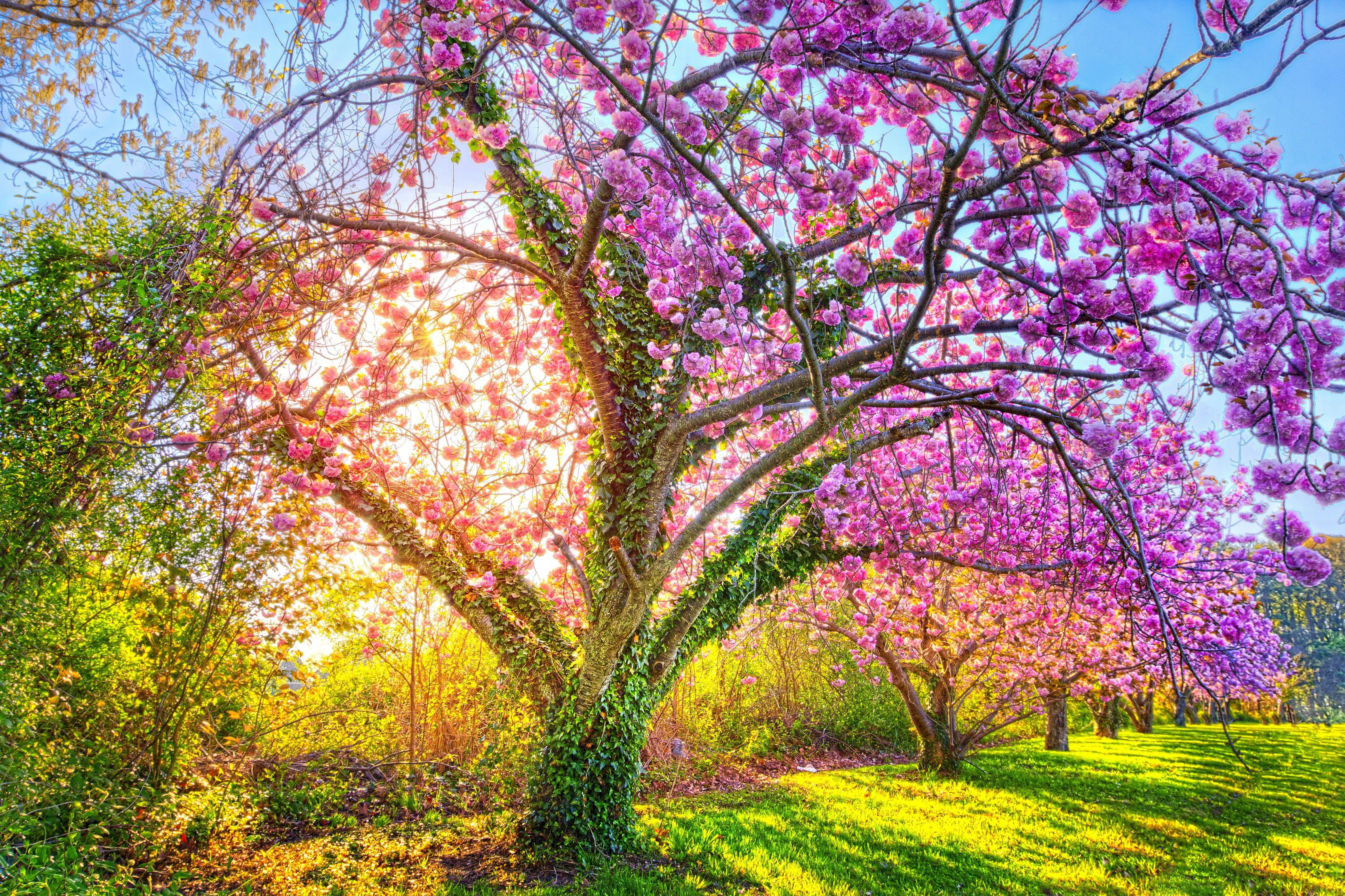 Branches Flower Enchanting Tree Blossoms Splendor Cherry Sakura