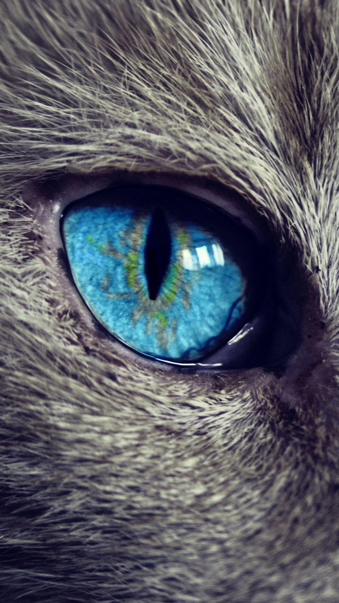Beautiful Cat With Blue Digital Eye Hd Wallpaper