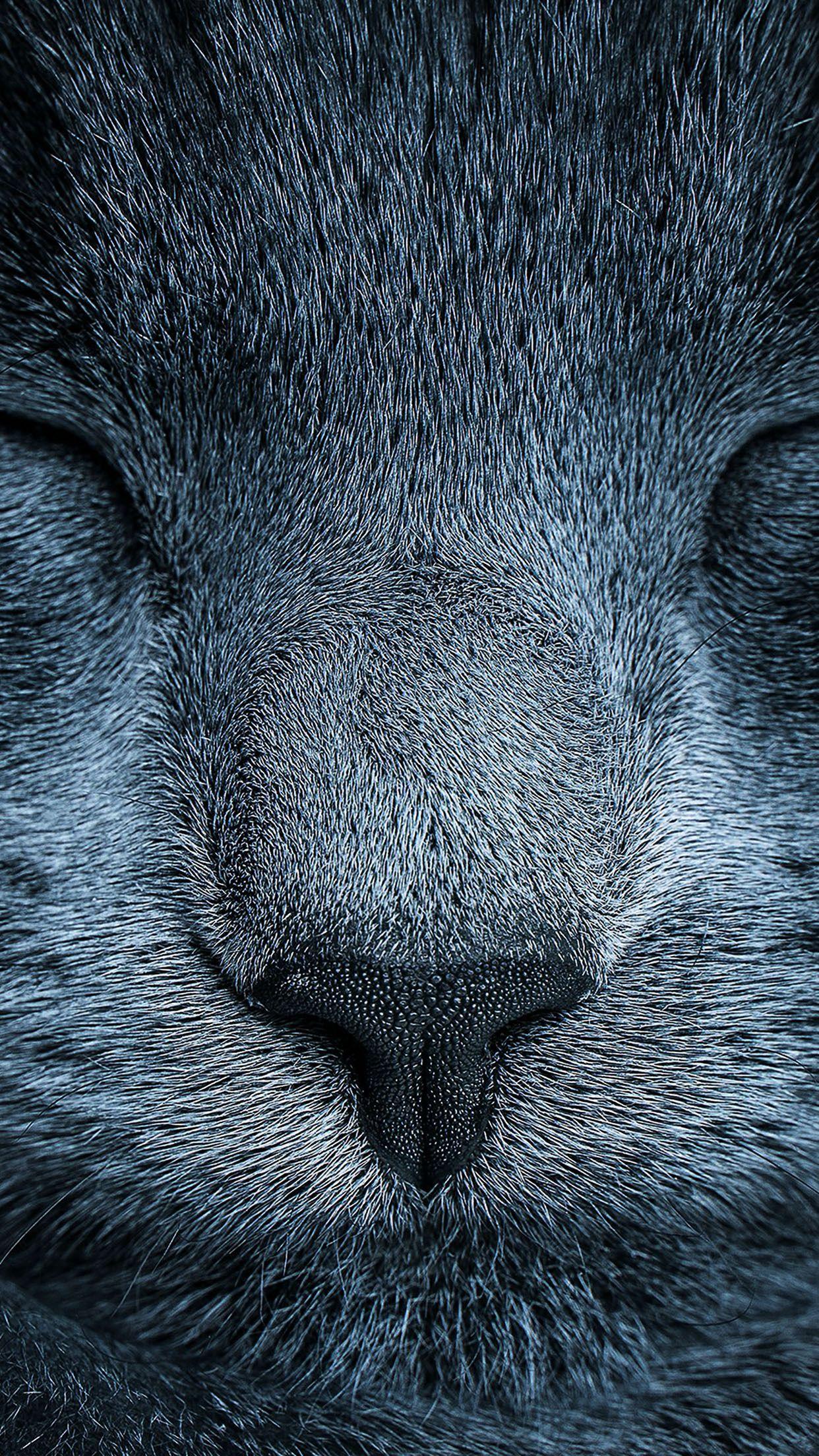 Sleeping Cat Eyes Closed Grey Close Up Android Wallpaper. art