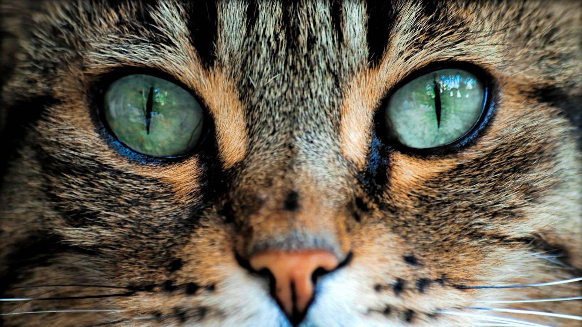Cat Eyes HD Wallpaper