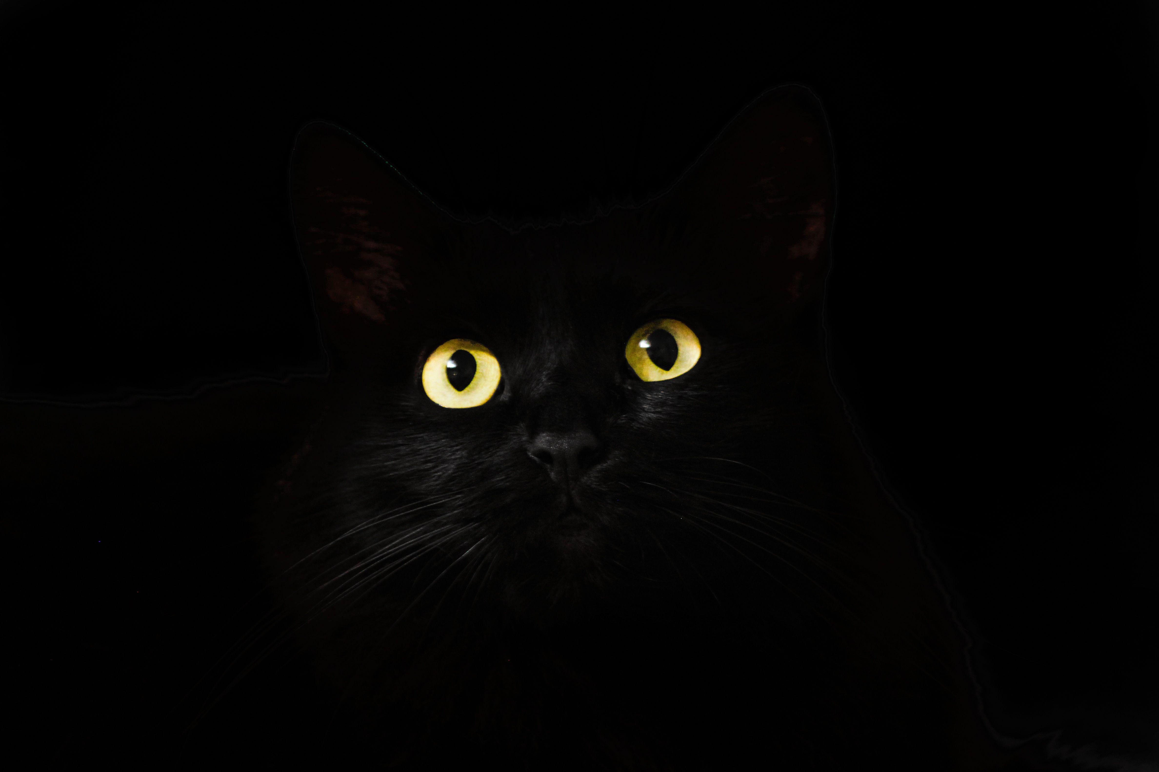 Black Cat Eyes Dark 5k iPhone HD 4k Wallpaper, Image