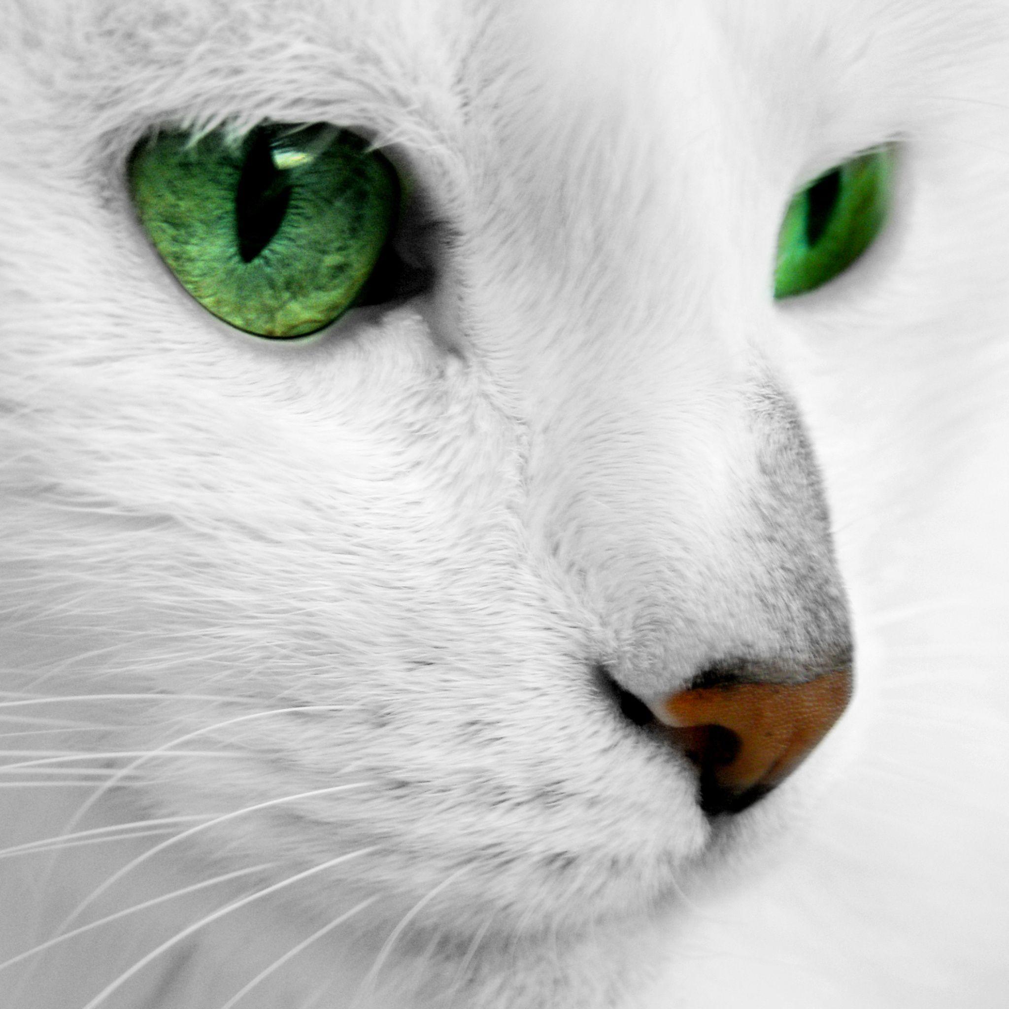 Cat Eye Green Retina Wallpaper for iPhone X, 6