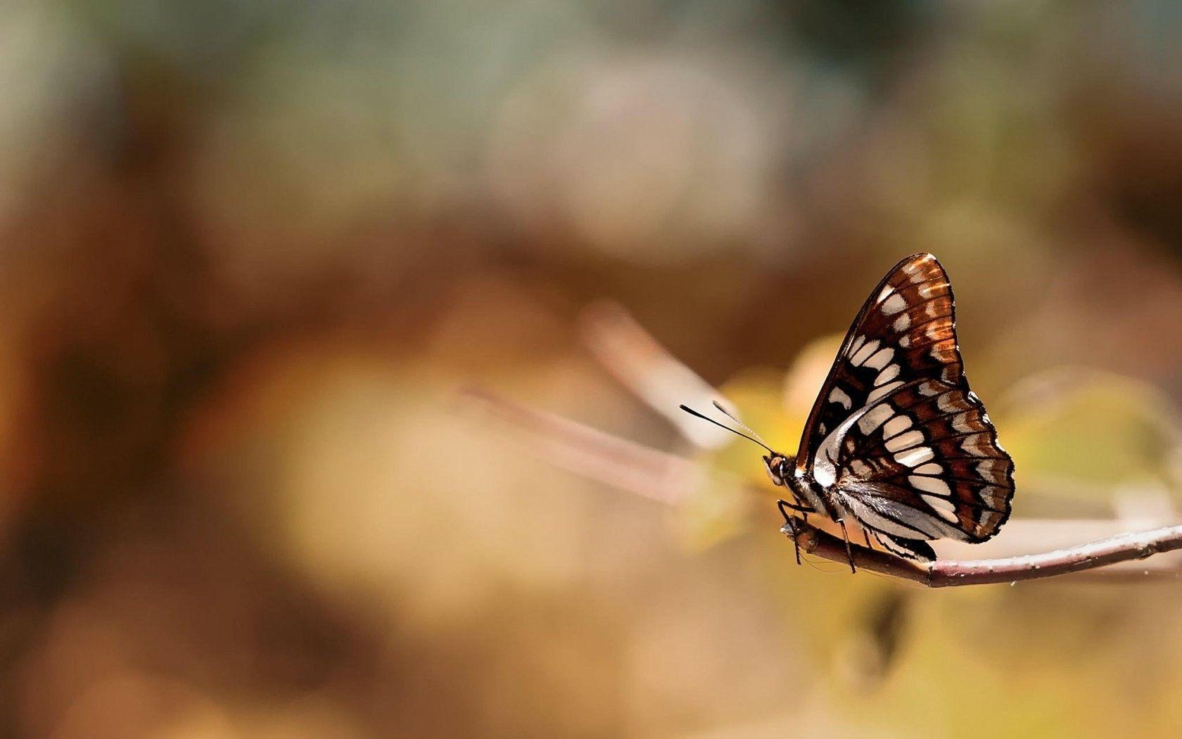 Free 3D Butterfly Insect Branch Photography HD Wallpaper Download