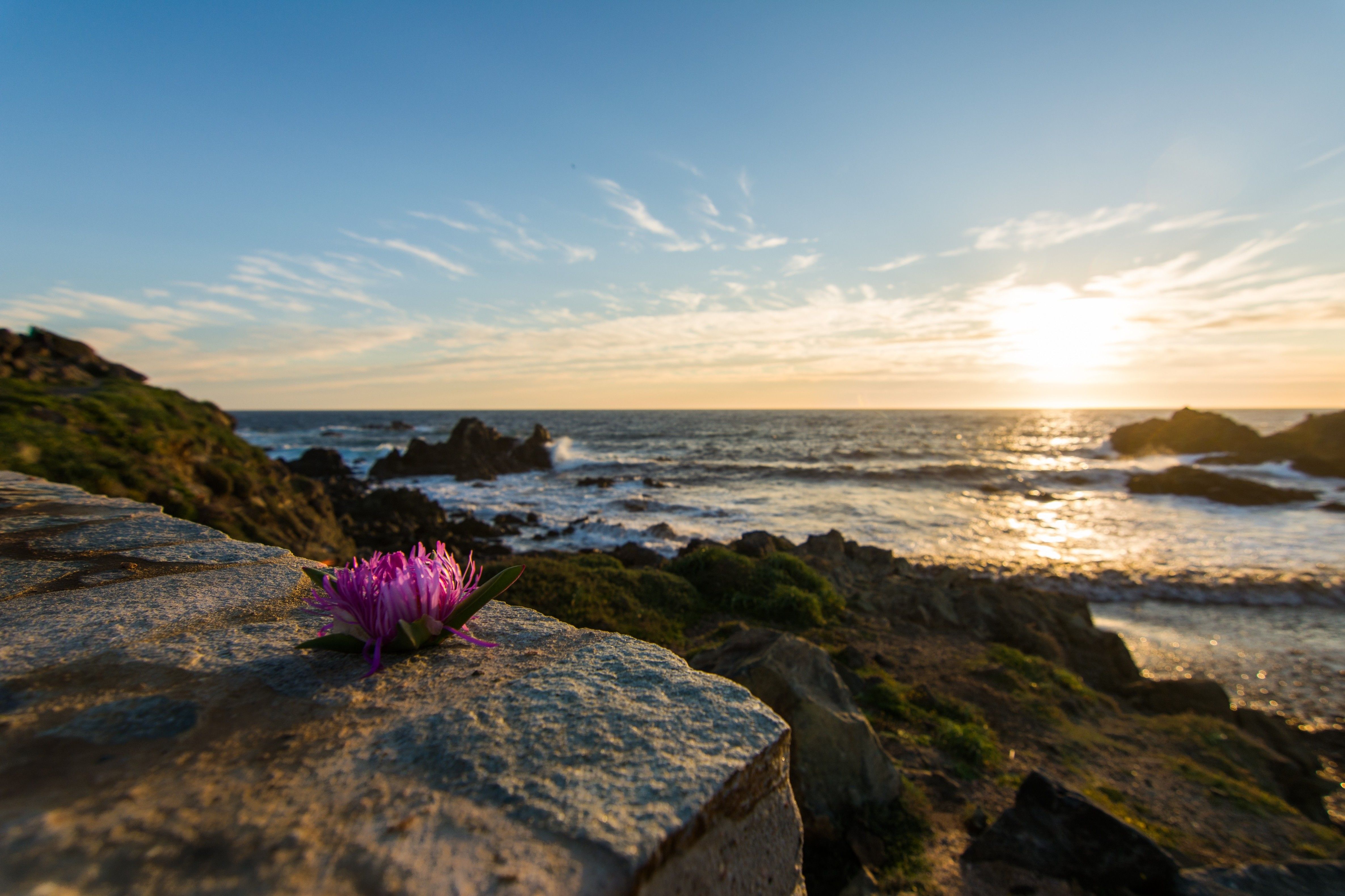 sunset, Flowers, Sea, Landscape, Corsica Wallpaper HD / Desktop