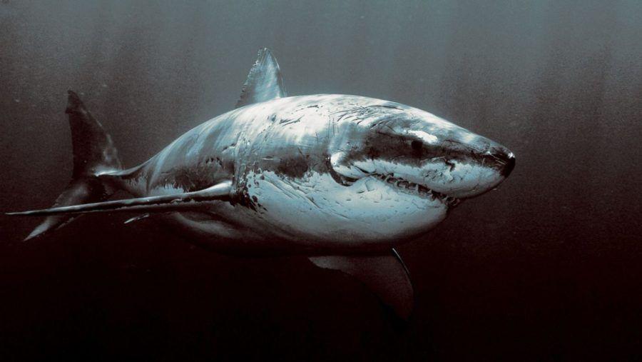 The 30th Annual Shark Week Promises To Be Sharktastic!. Nightmare