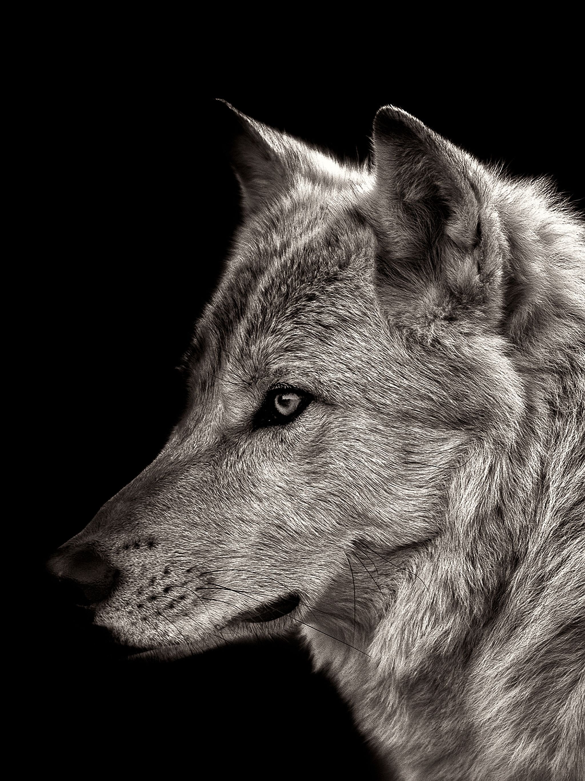 Wolves Backgrounds - Wallpaper Cave