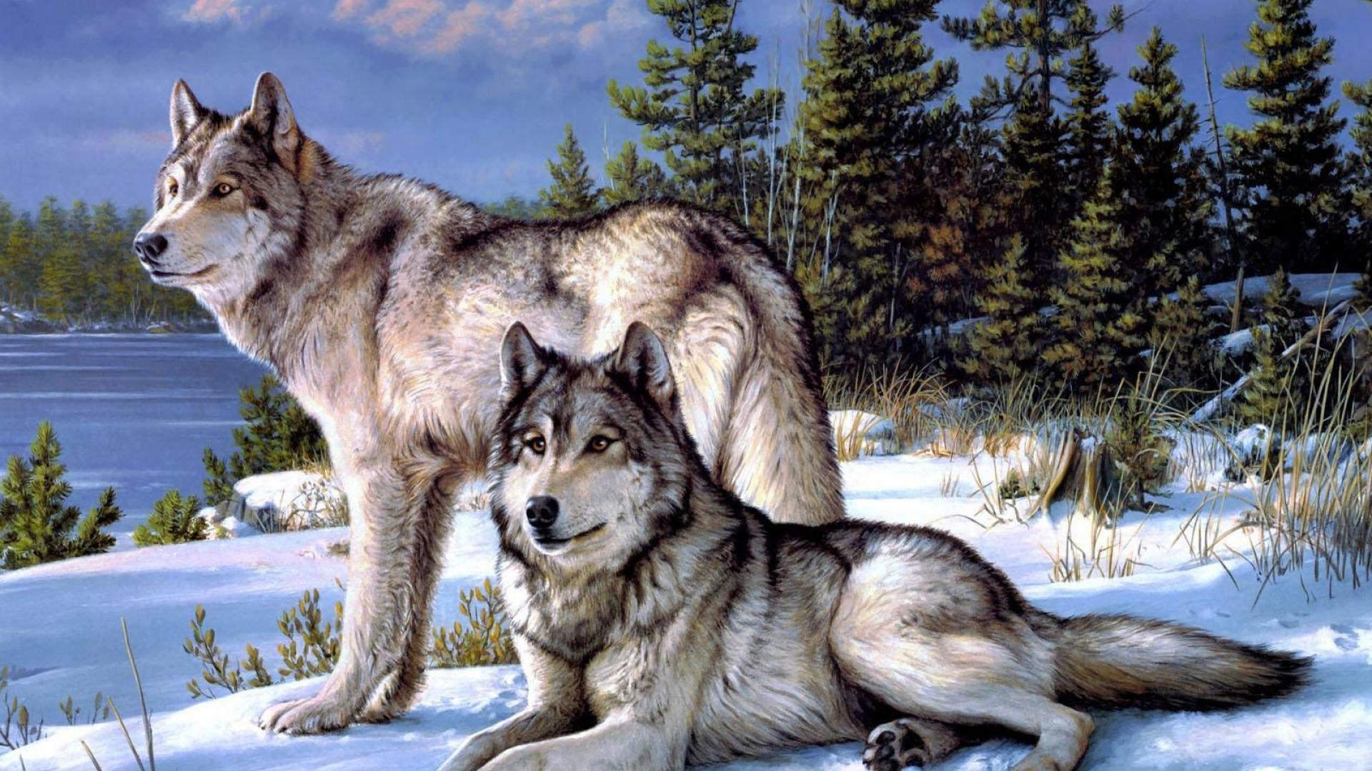 Free download Two Wolves In Love 2 wolvesjpg [1024x768] for your Desktop,  Mobile & Tablet | Explore 45+ Wolves in Love Wallpapers | Wallpaper Wolves,  Fall In Love Wallpaper, Wolves Wallpaper