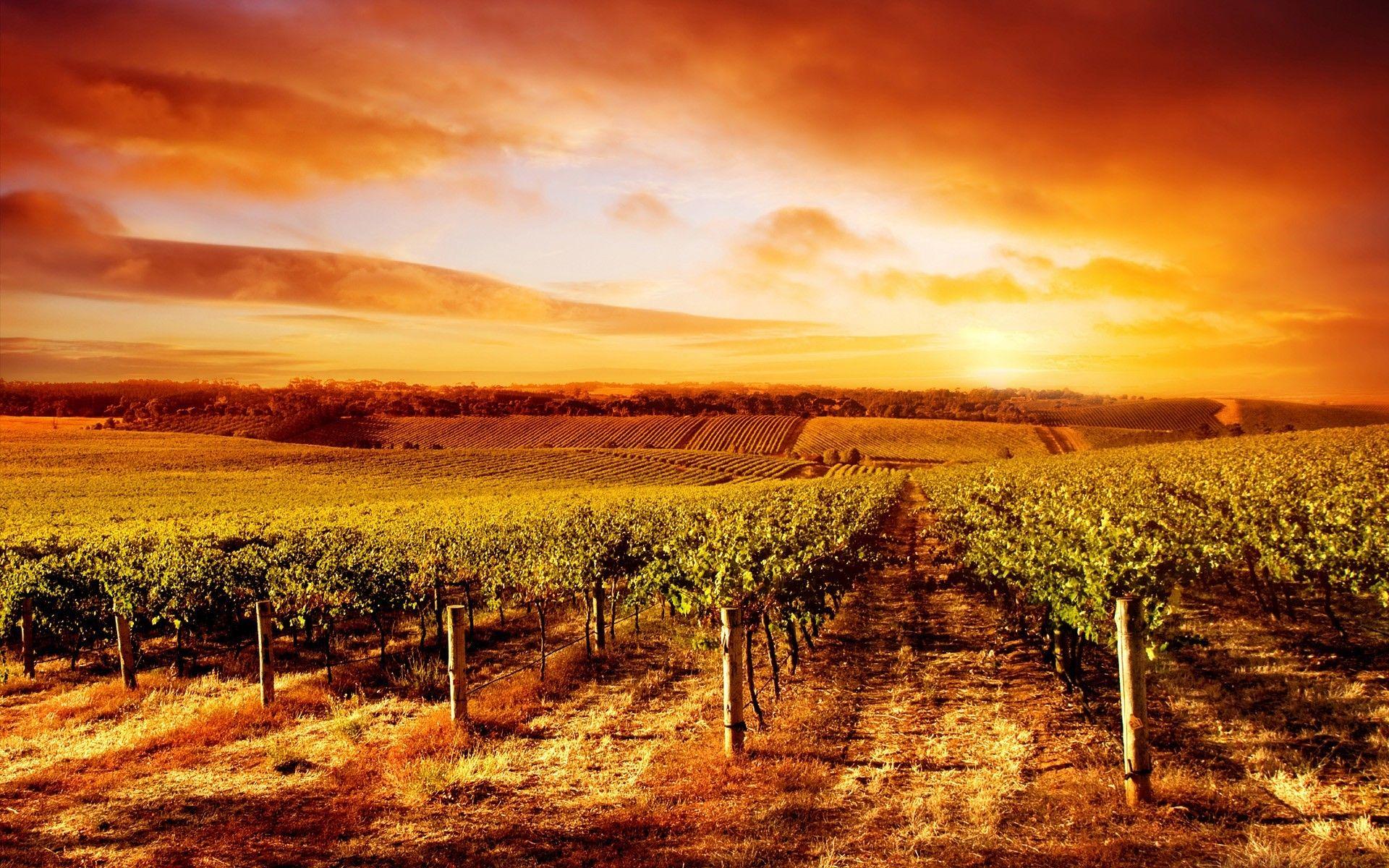 Nature & Landscape Vineyard Sunset Siena wallpaper Desktop, Phone
