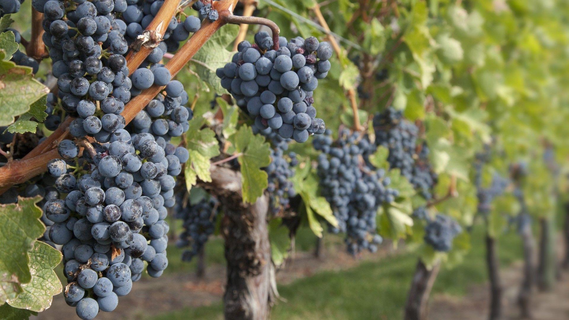Widescreen HDQ Wallpaper of Vineyard for Windows and Mac Systems