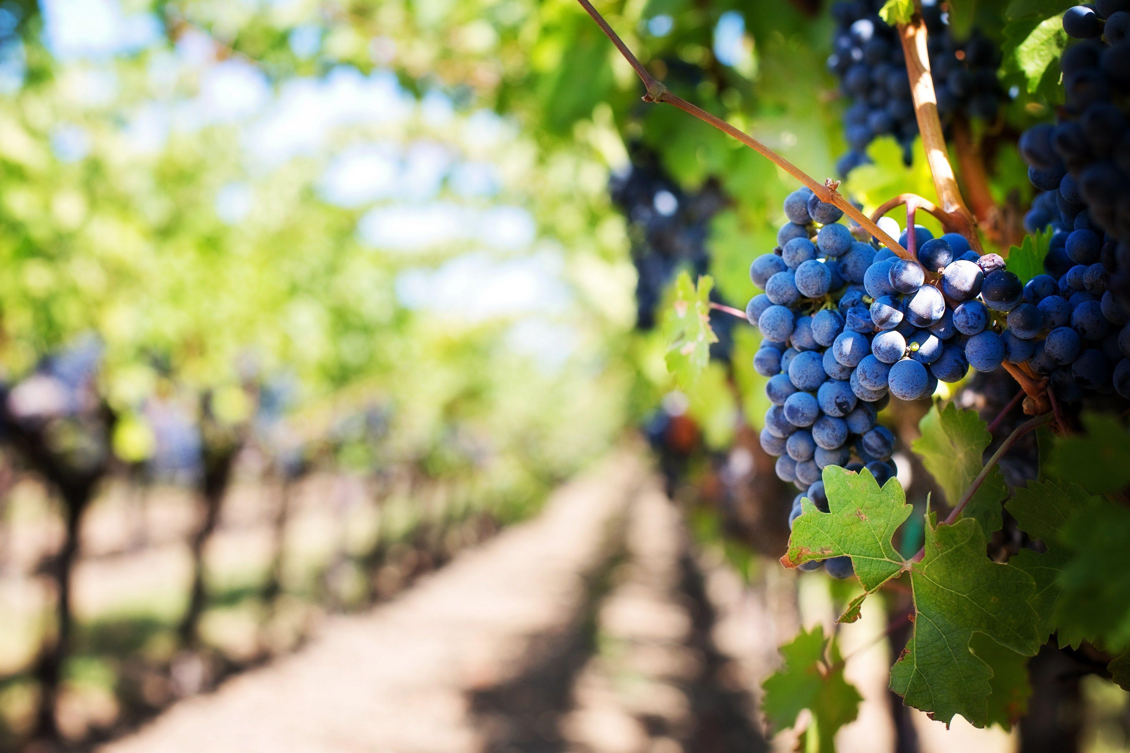 Free, #vineyard wallpaper and background