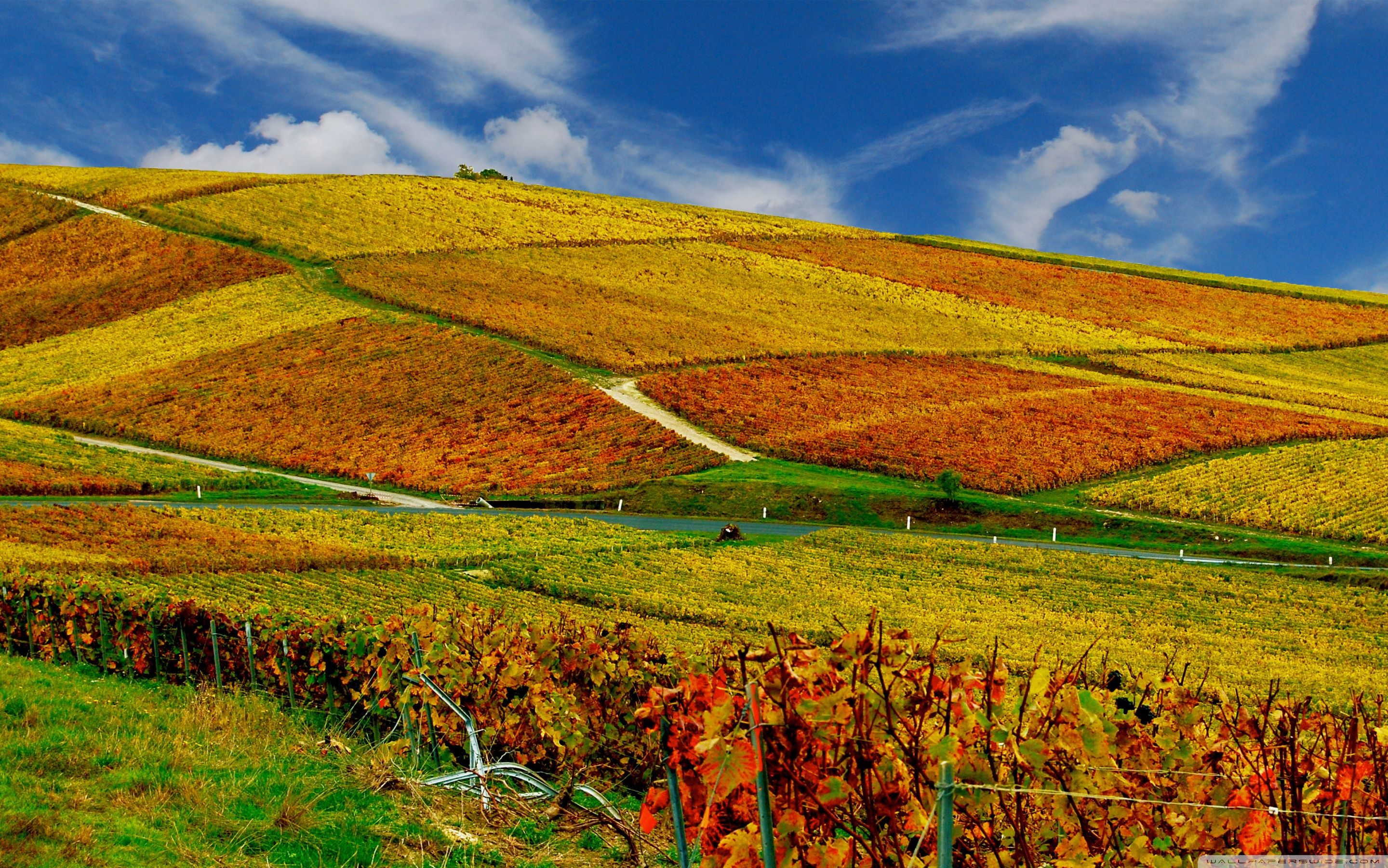 Vineyards Autumn ❤ 4K HD Desktop Wallpaper for 4K Ultra HD TV