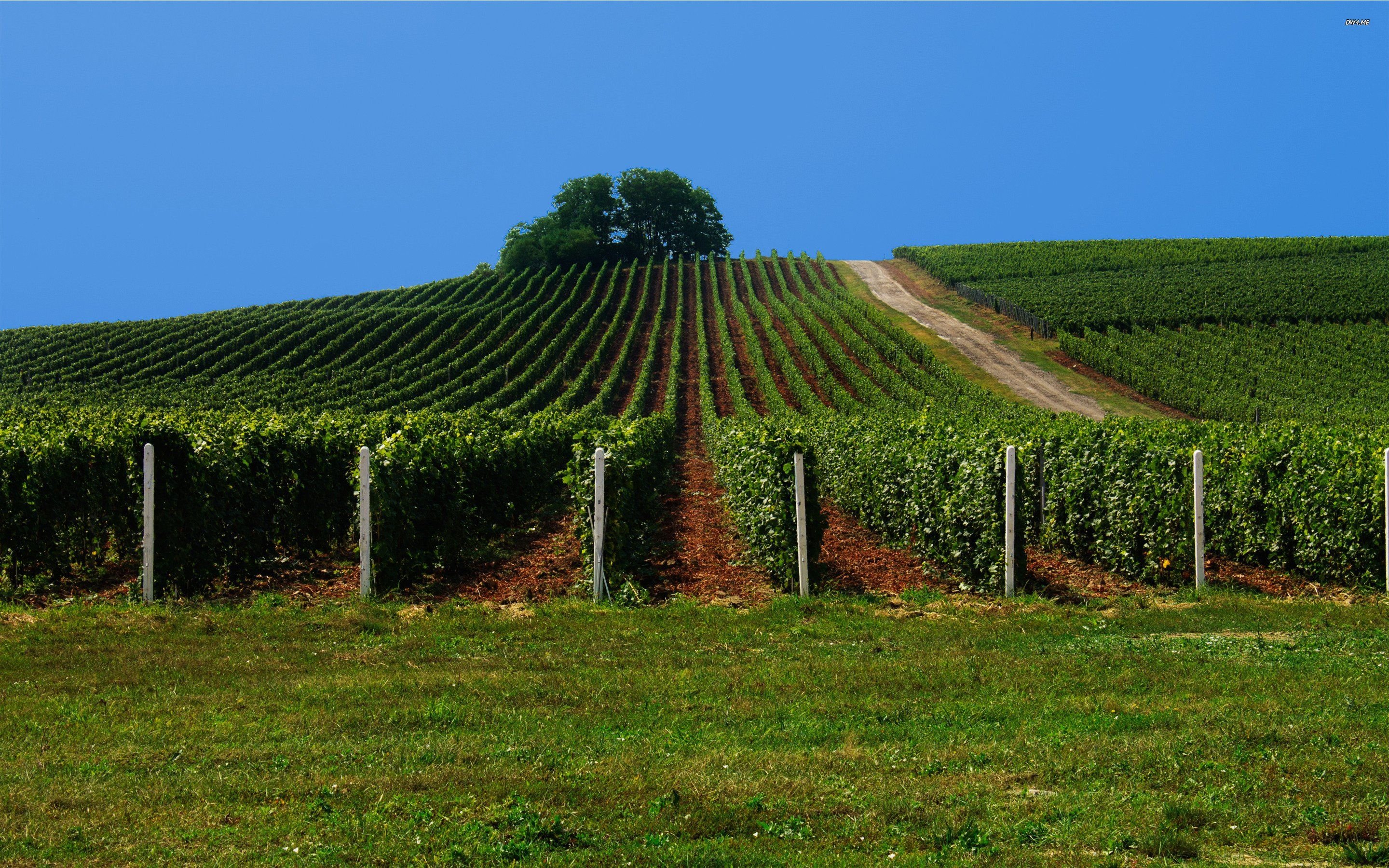 Vineyard Wallpaper, Stunning Pics. Vineyard HD Widescreen