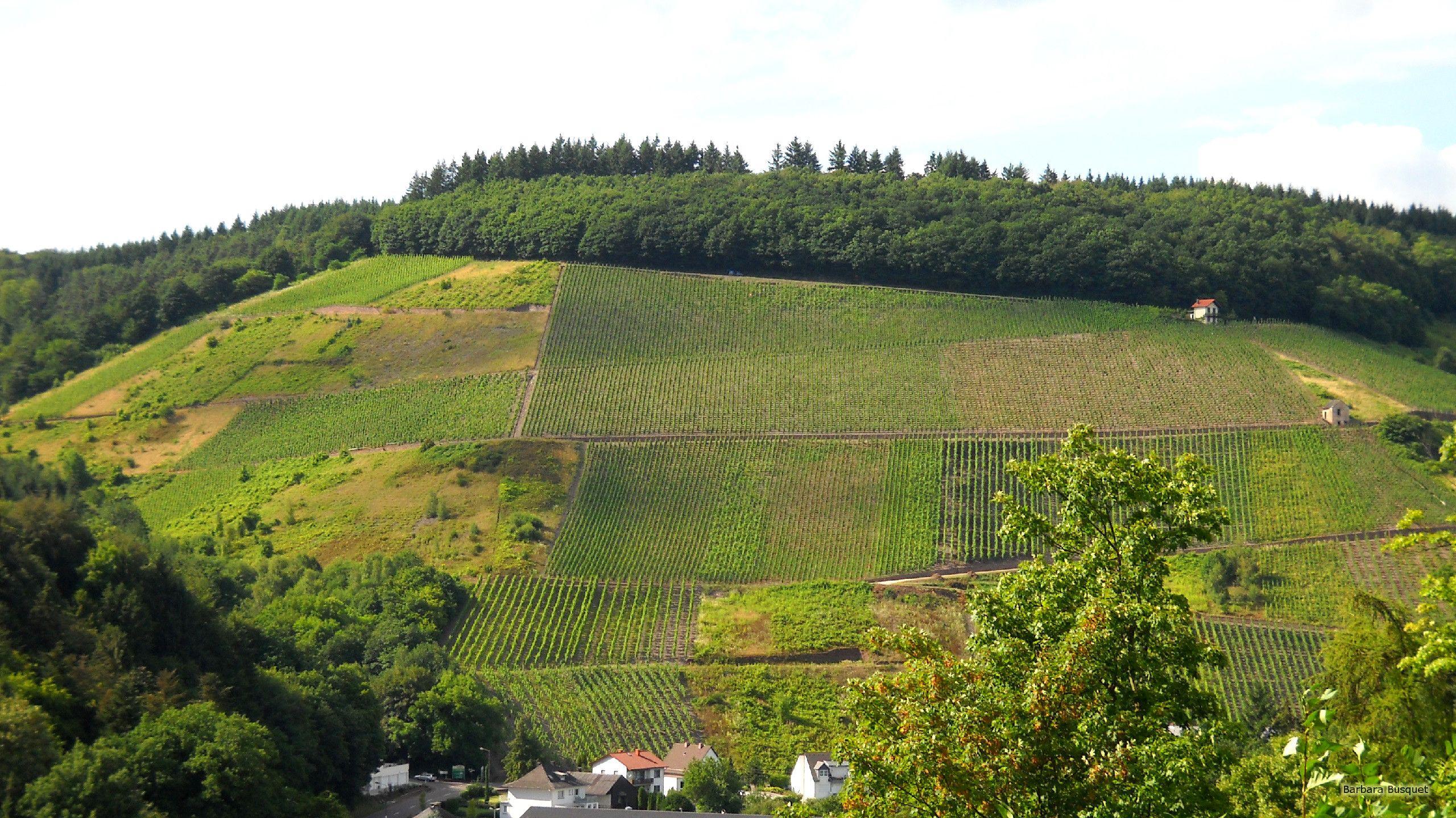 Vineyards on hills HD Wallpaper