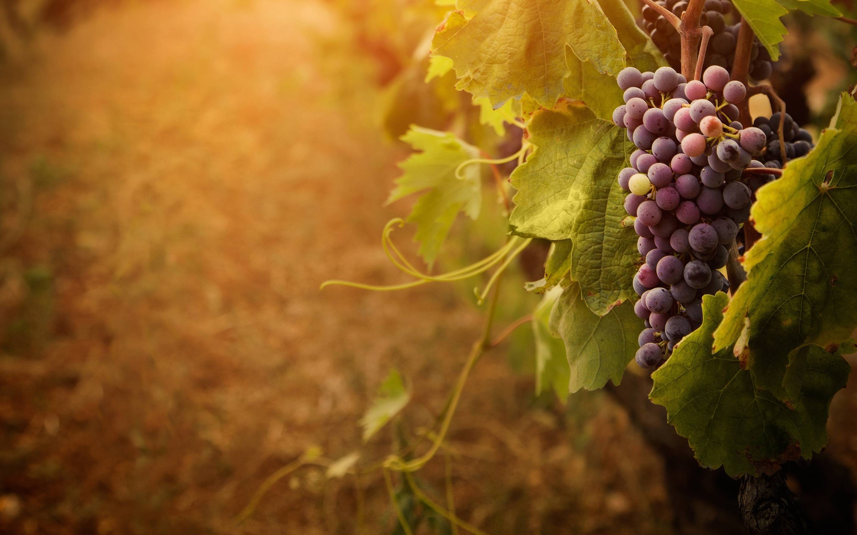 Grapes, wine Wallpaper
