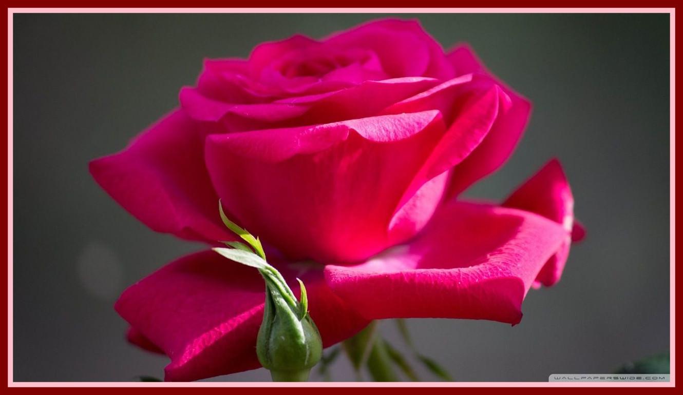 Shocking Red Rose Flower HD Wallpaper Sekspic Image Hosting Of