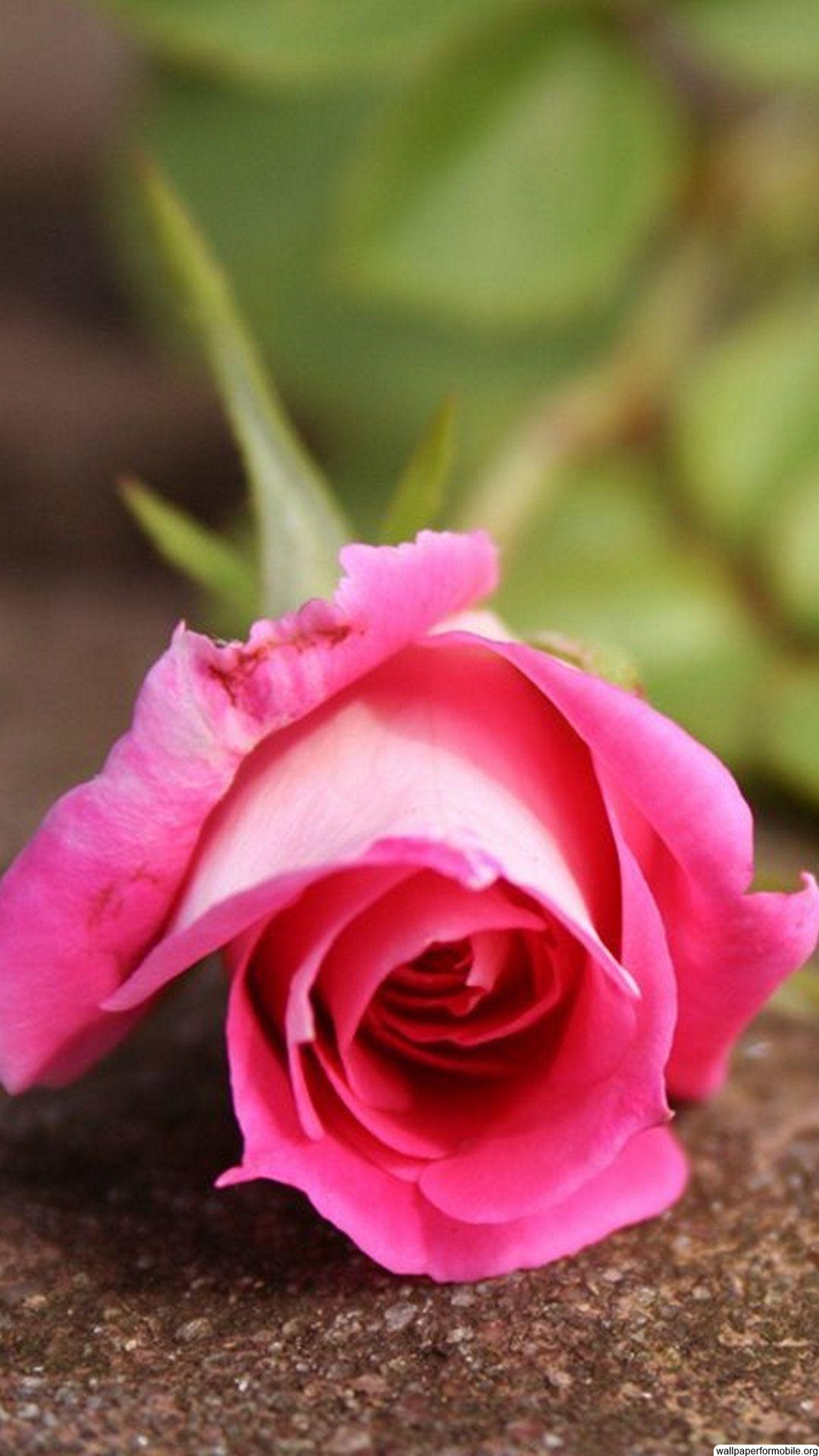 Hd Rose Wallpaper For Android Mobile