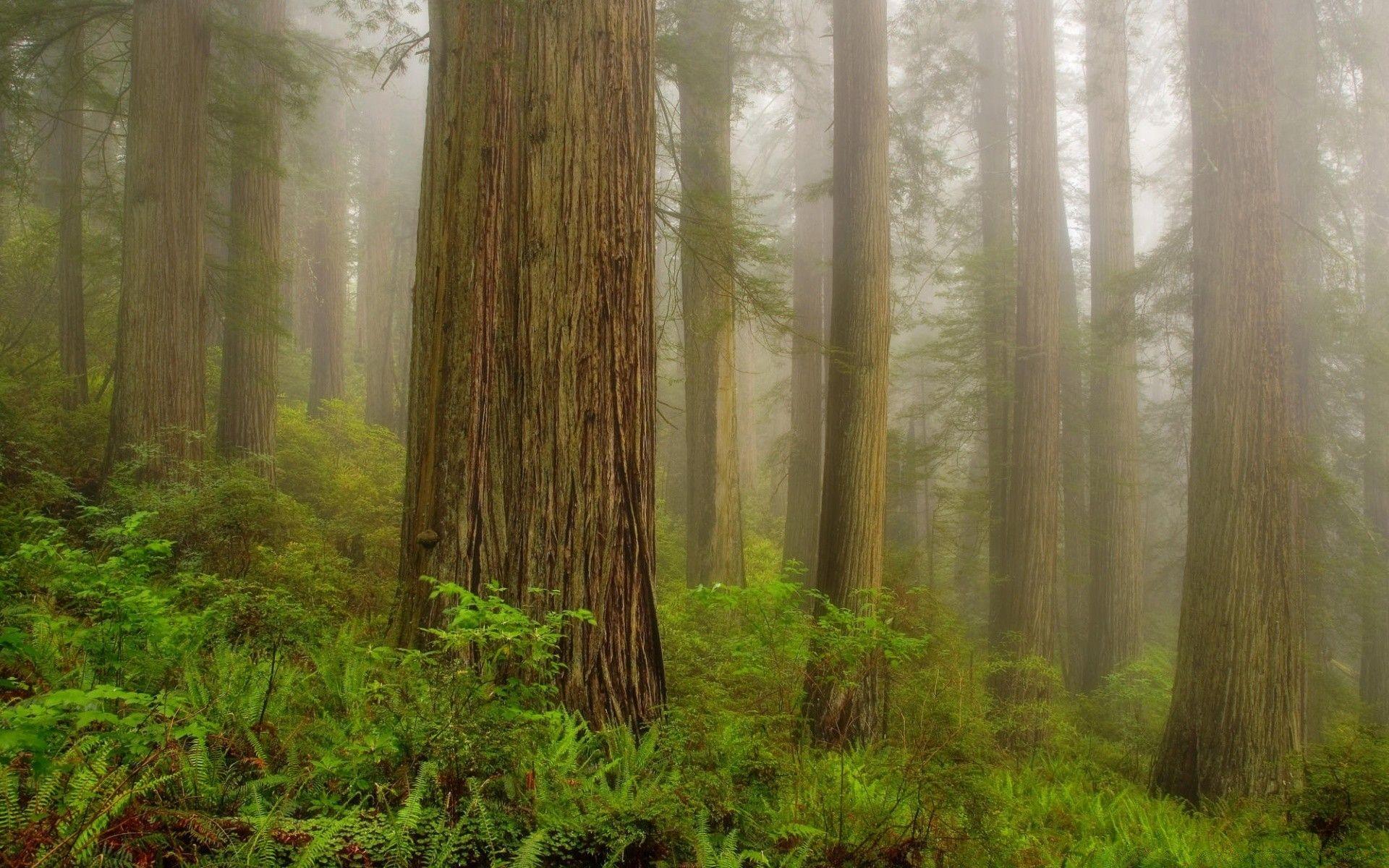 Redwood National Park. Android wallpaper for free