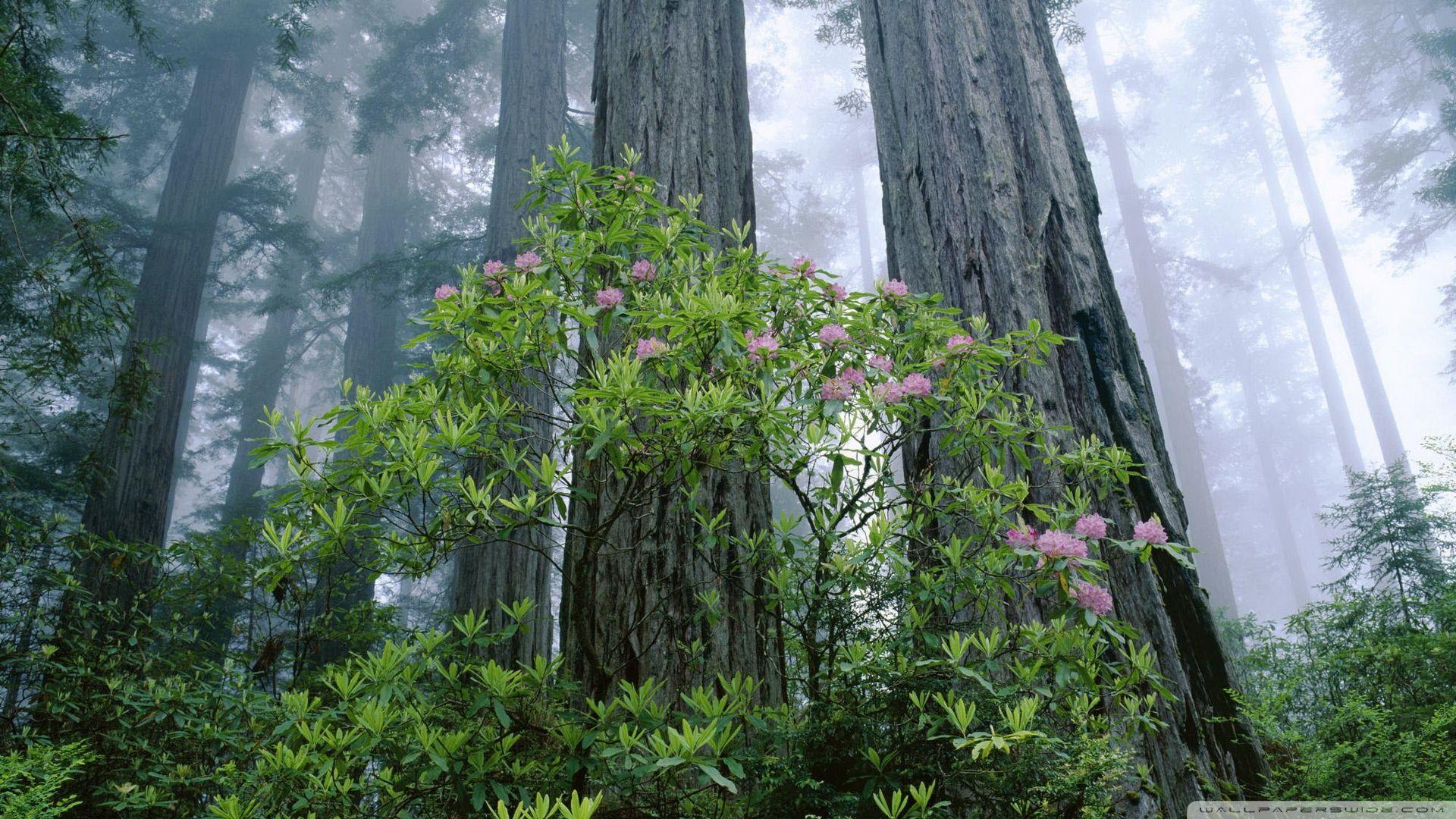 Redwood National Park ❤ 4K HD Desktop Wallpaper for 4K Ultra HD TV