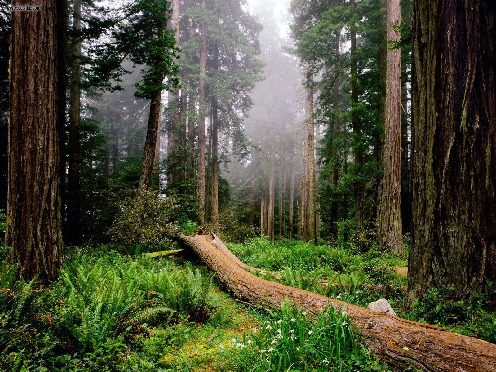Nature: Fallen Nurse Log Redwood National Park California, picture