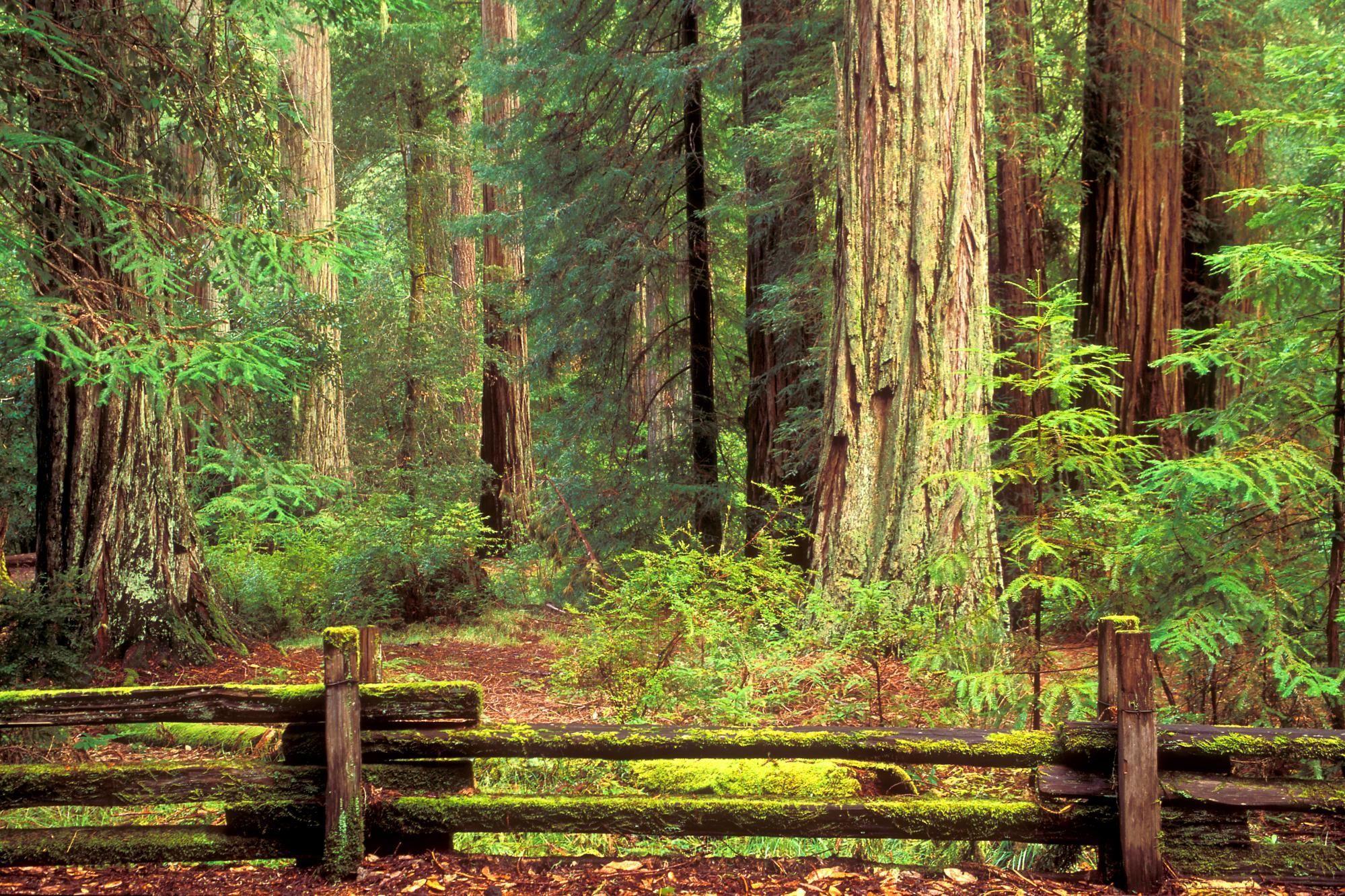 Sentinels of Time Big Basin Redwood State Park California. HD