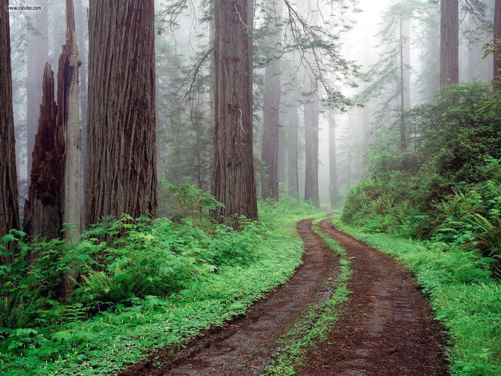 Nature: Redwood National Park California, picture nr. 23251