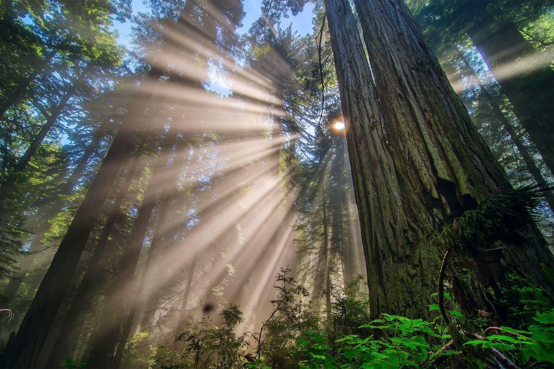 nature united states california redwood national park forest tree