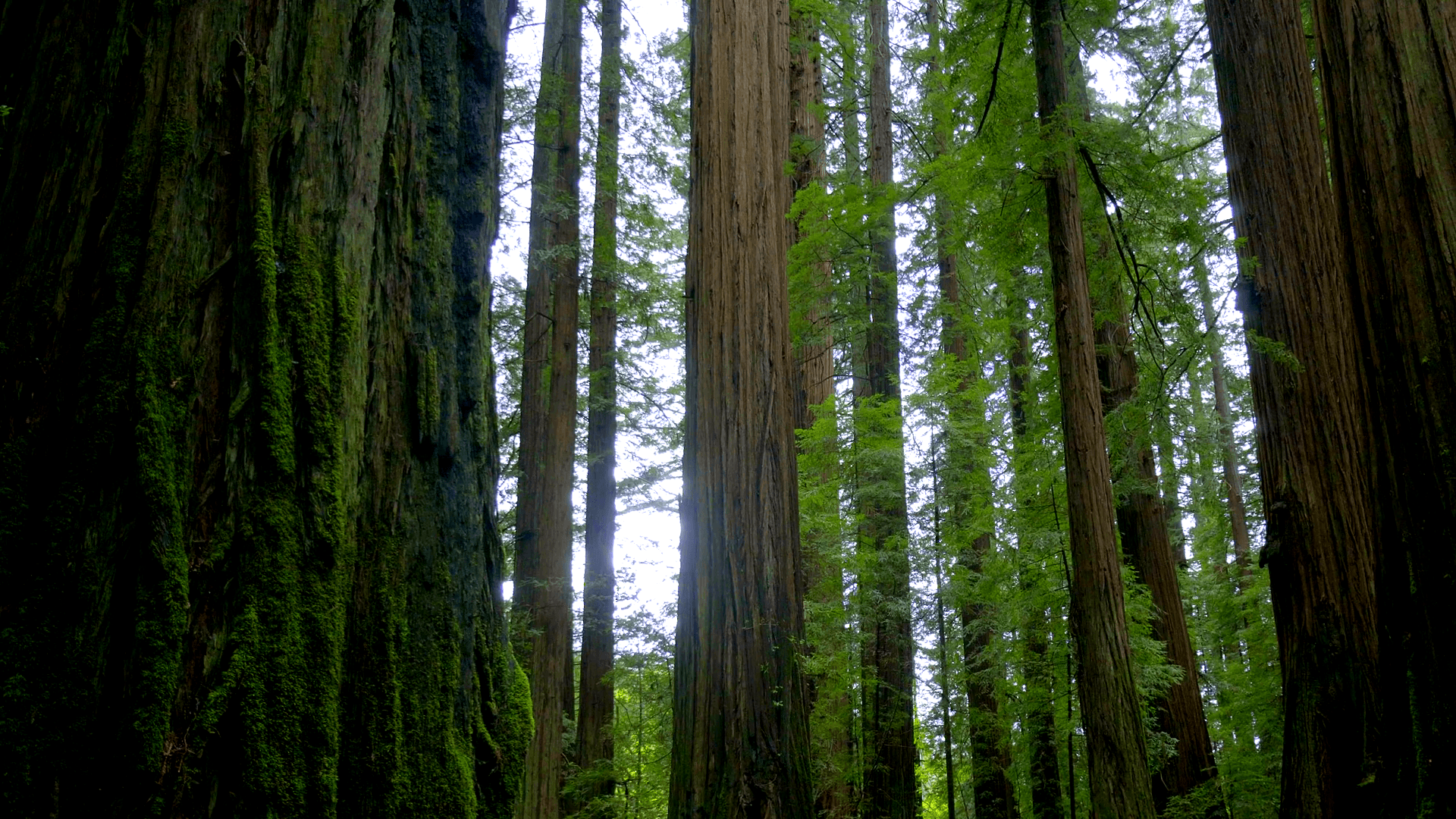 Giant red cedar trees in the Avenue of the Giants National