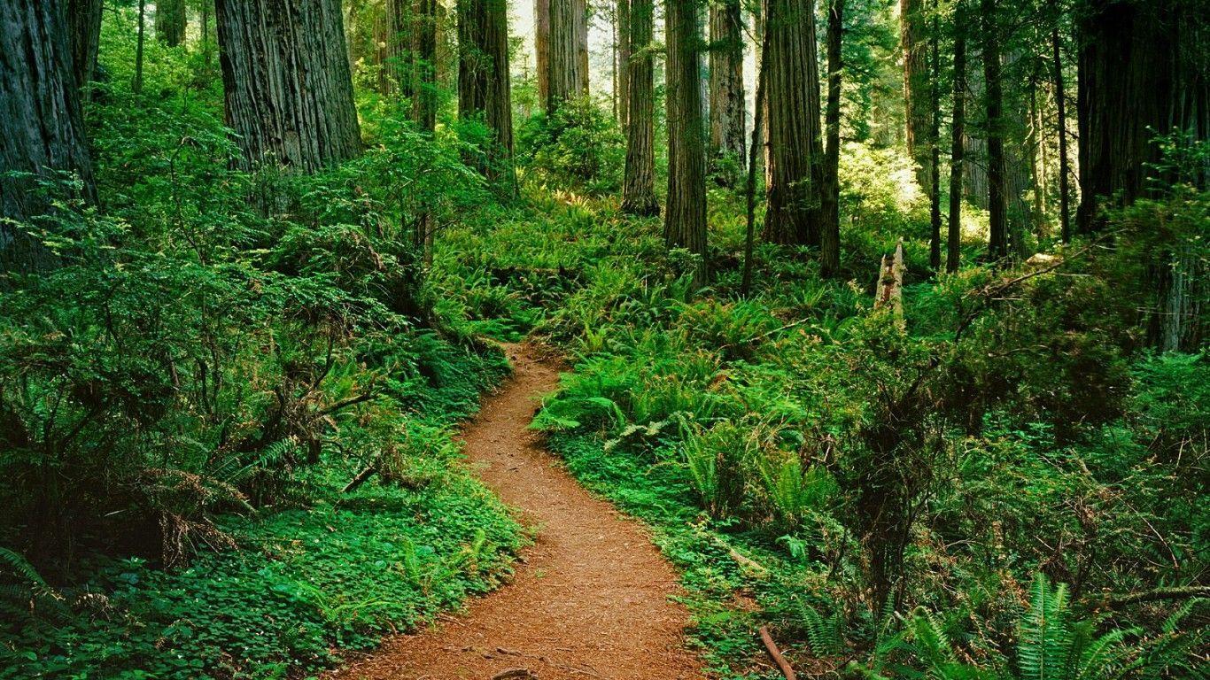 Redwood Wallpaper. Redwood Forest Wallpaper HD. Favorite Places