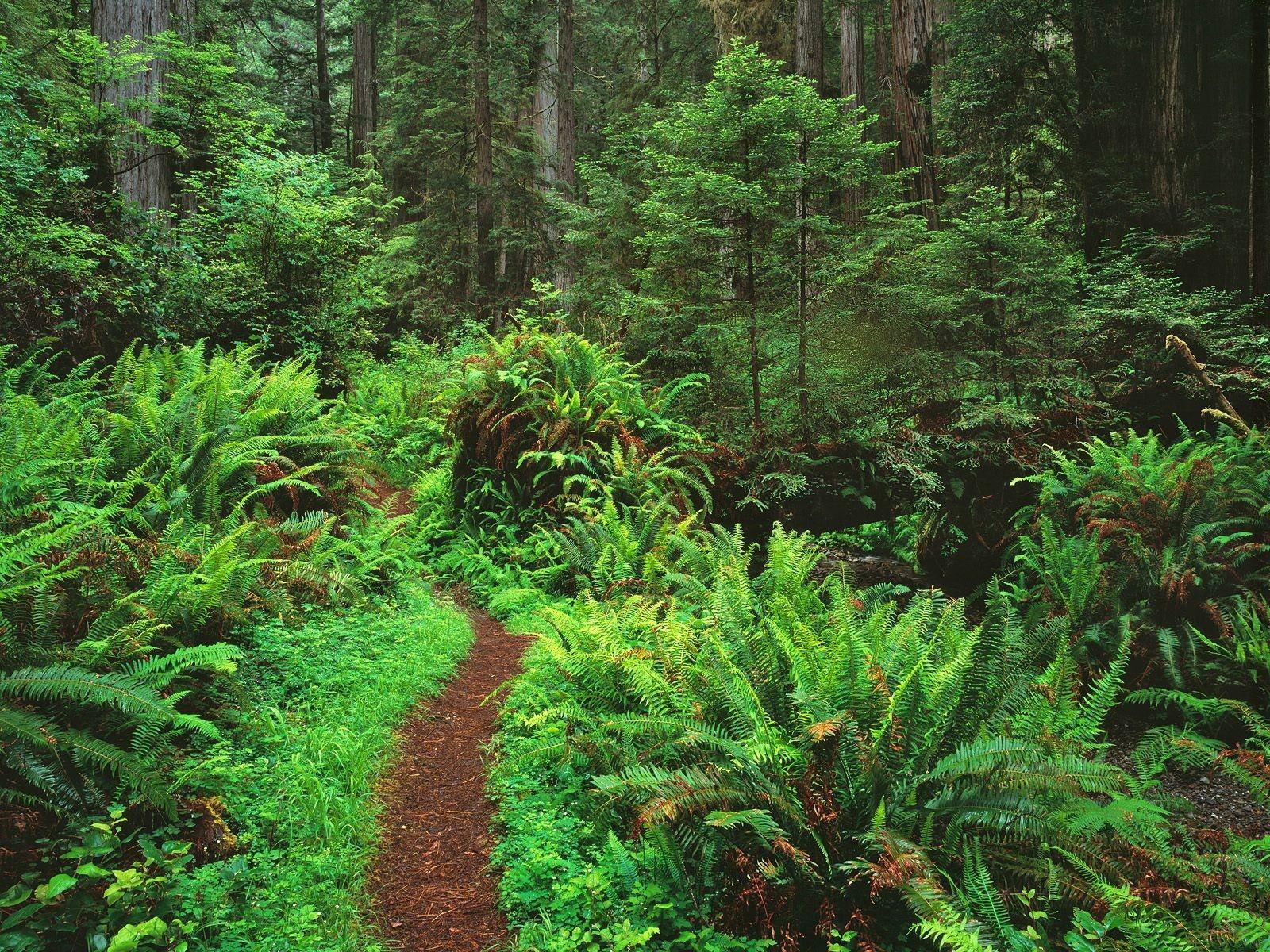 Forest Redwood Nature California Trail Sword Ferns Redwoods National