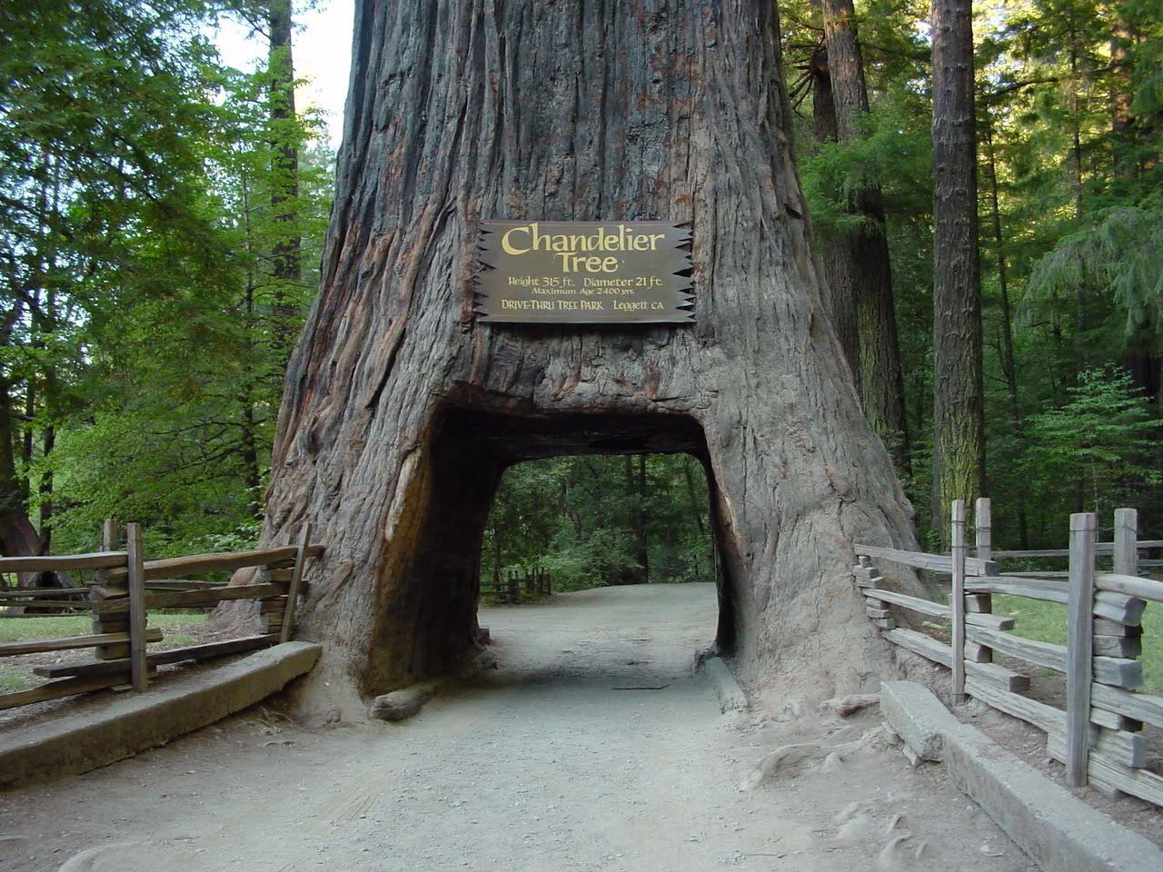 Redwood National Park. Wallpaper Unlimited: Redwood National Park