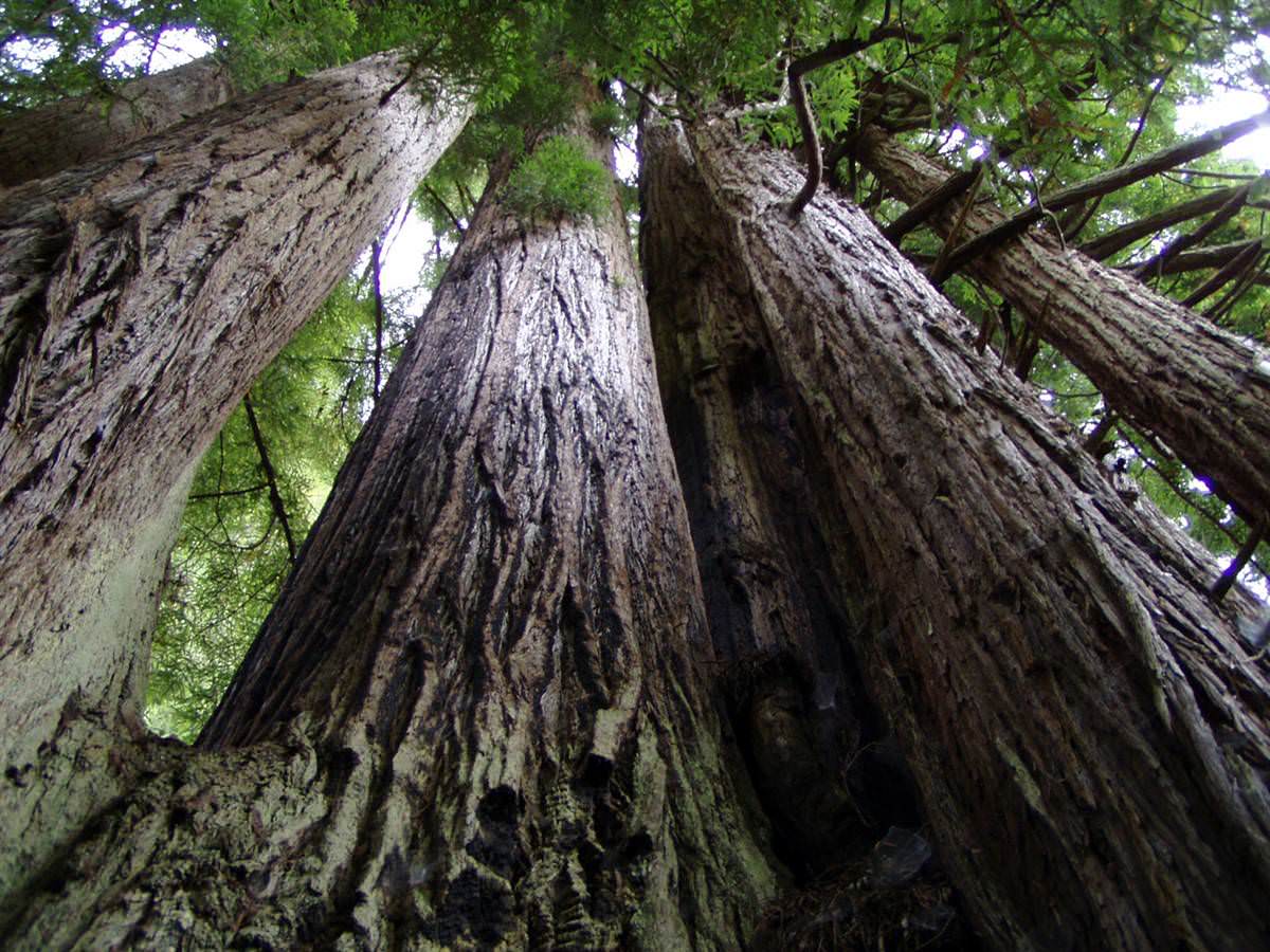 Giant Redwoods At USA National Park. Choose a Place for Relax