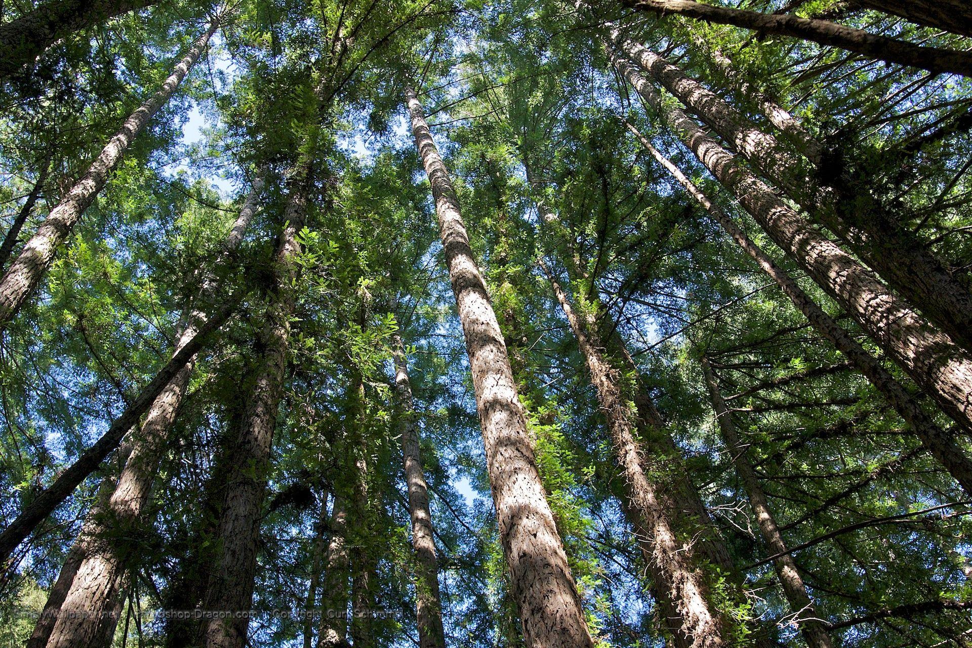 Redwood Trees Desktop Wallpaper