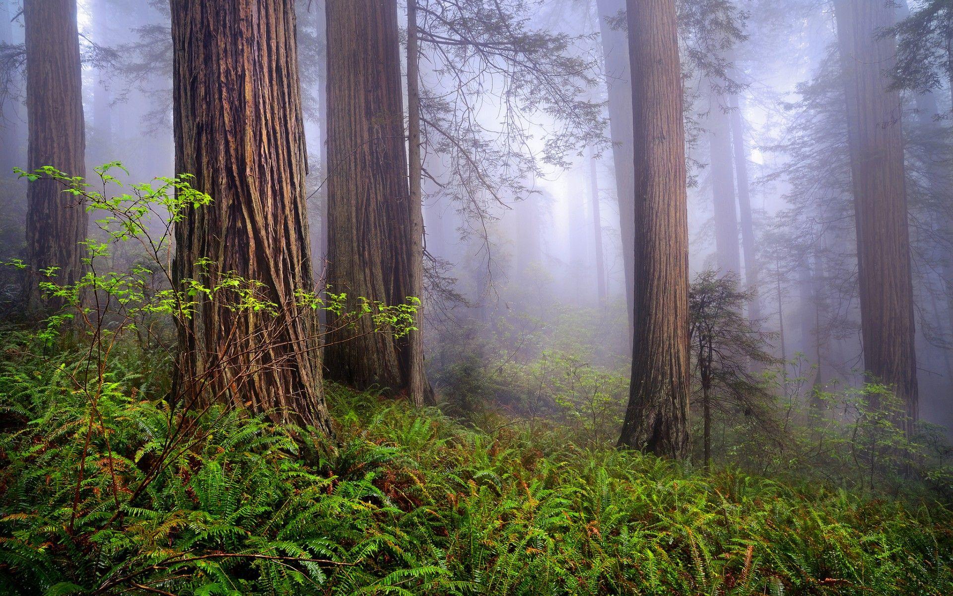 Redwood Trees Desktop Wallpaper
