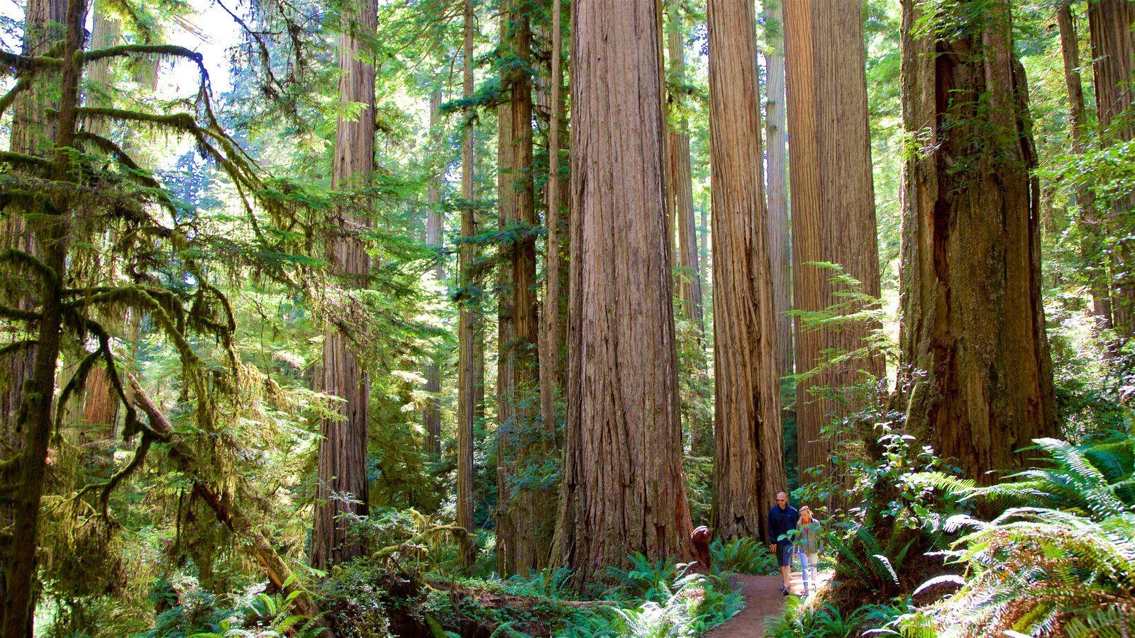 People Picture: View Image of Redwood National and State Parks