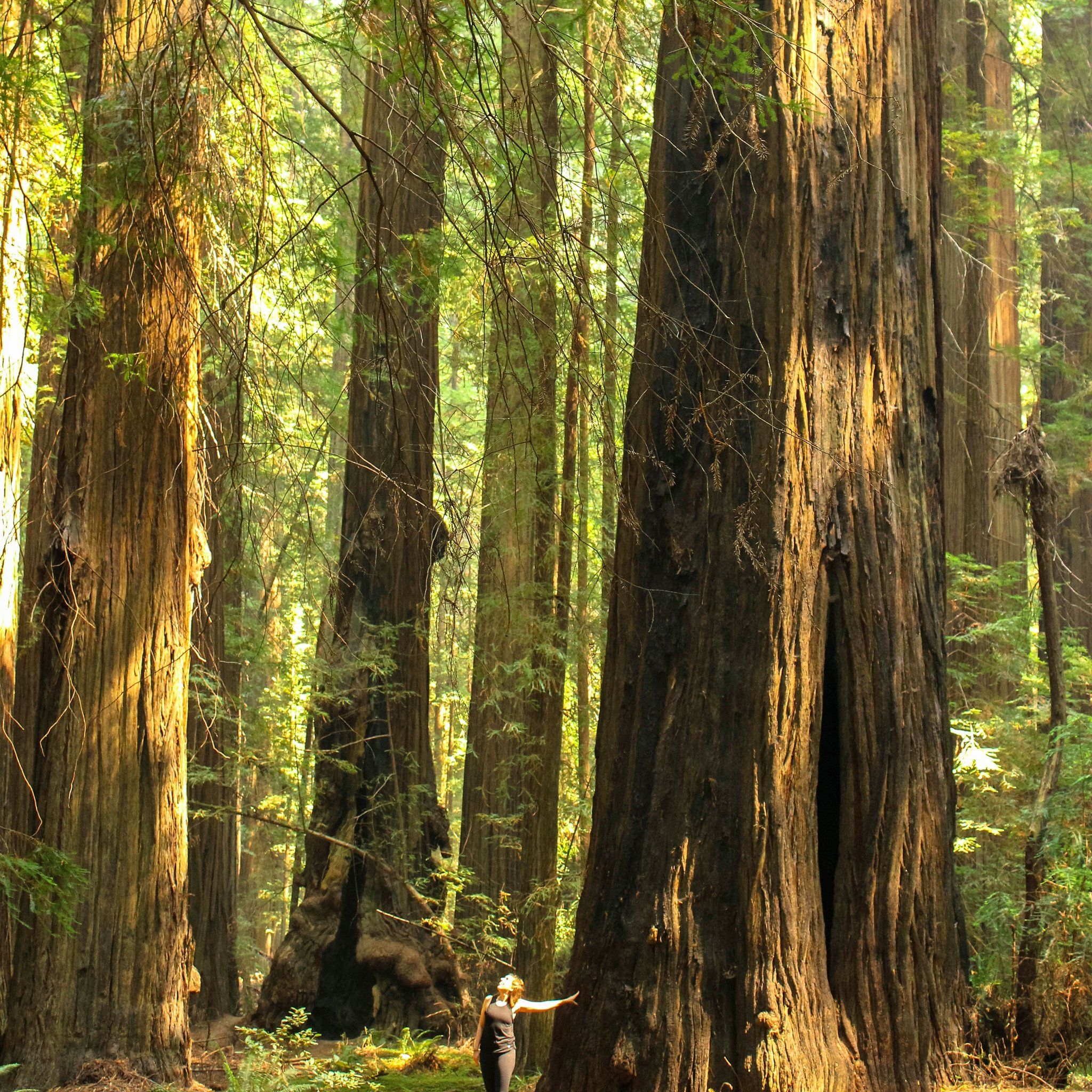 Redwood National Park Photo. POPSUGAR Smart Living