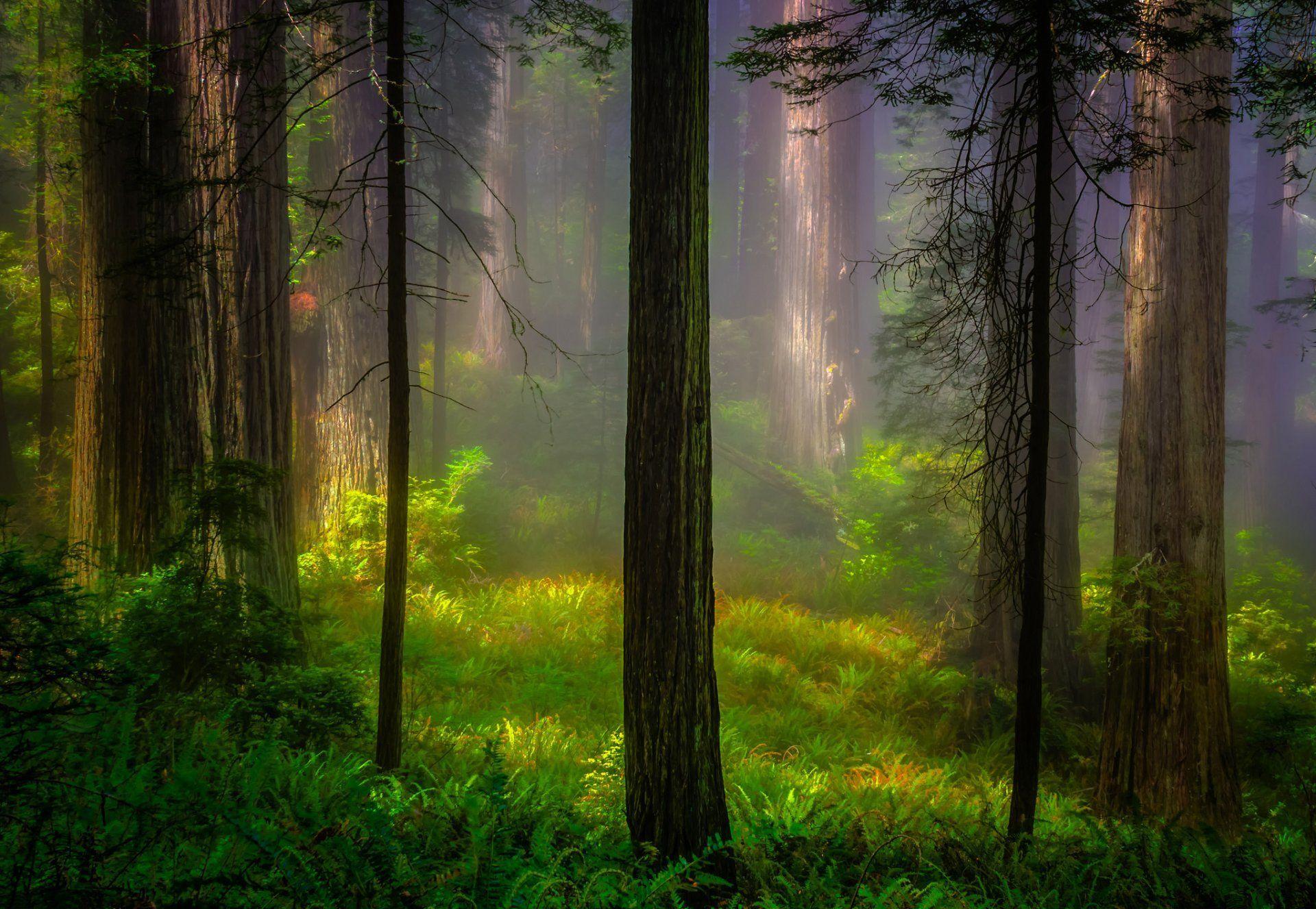 united states california redwood national park redwood forest tree