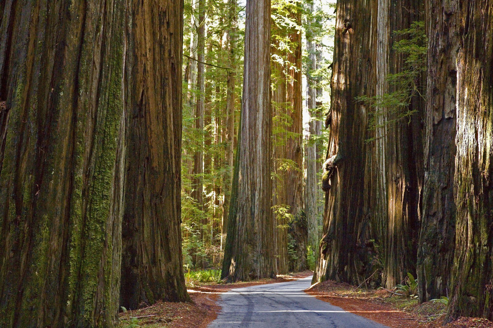 Redwood Wallpaper. Humboldt Redwoods State Park California Free