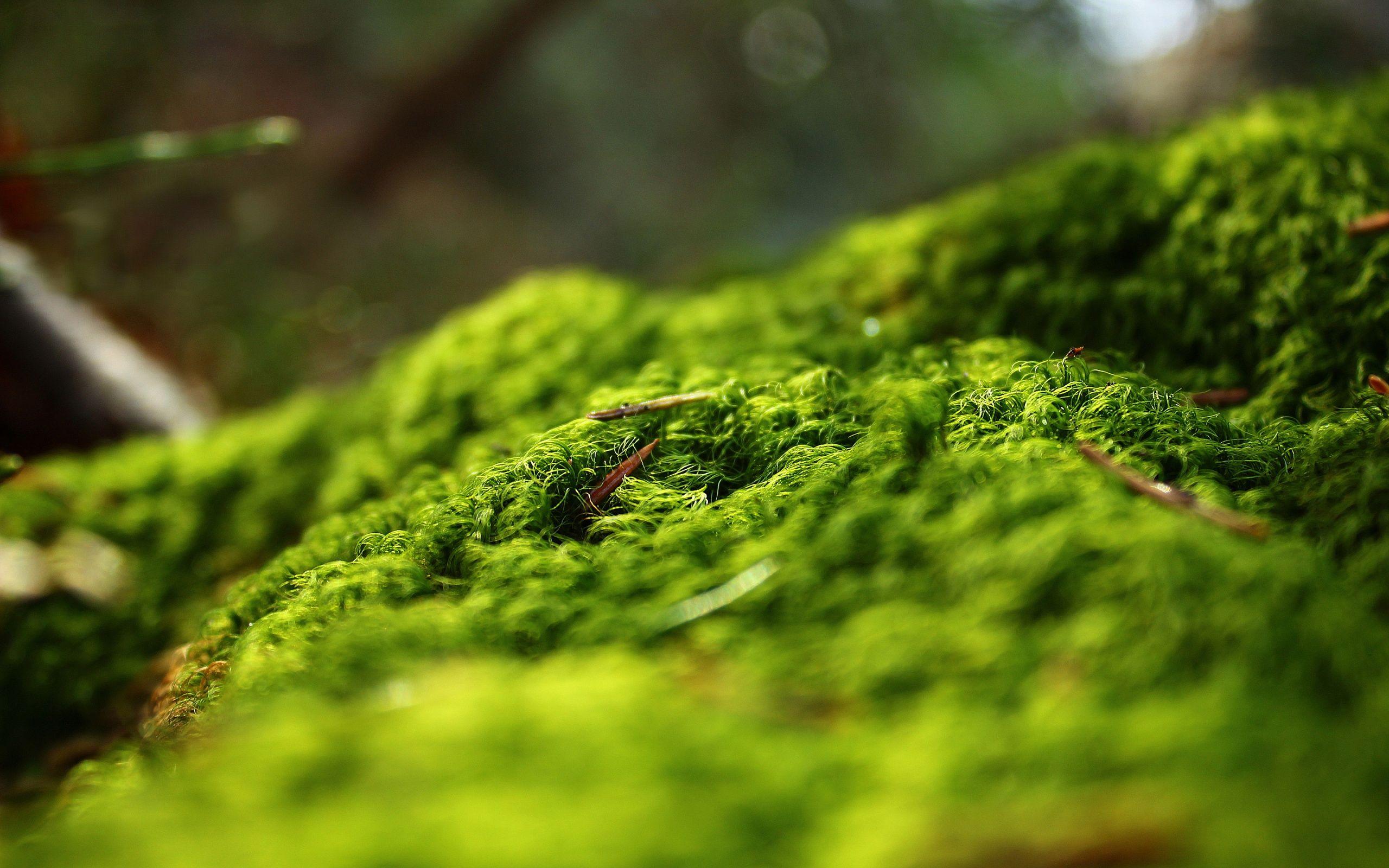 Moss Wallpaper 9 X 1600