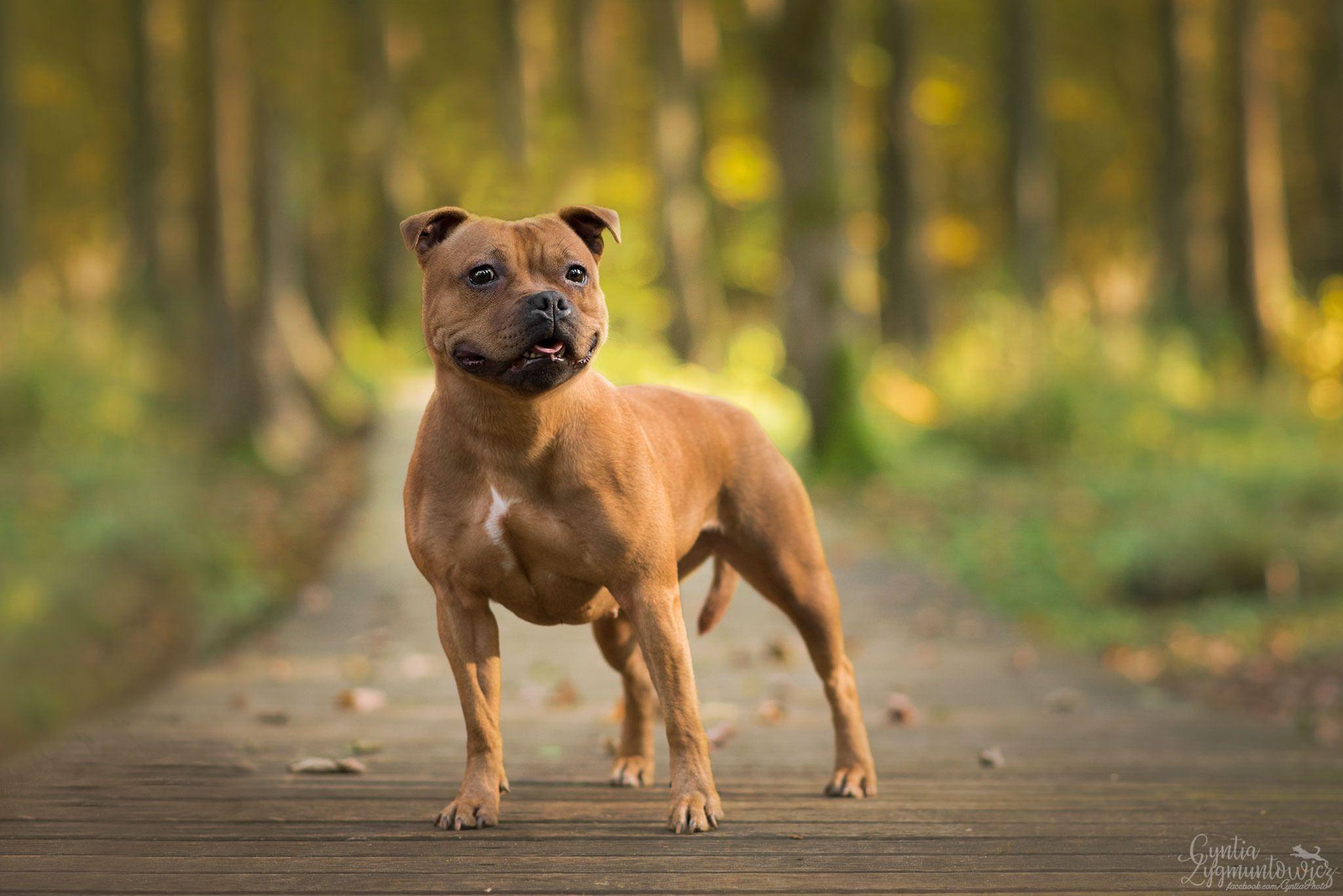 Staffy Wallpapers - Wallpaper Cave