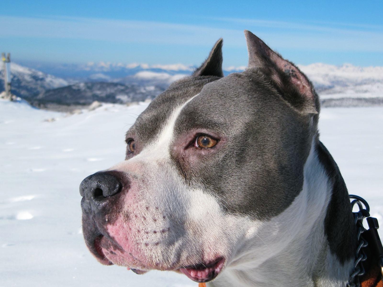 American Staffordshire Terrier HD Wallpaper