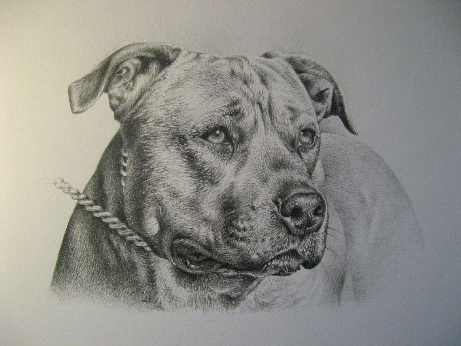 Znalezione obrazy dla zapytania staffy drawings. Dog Ears