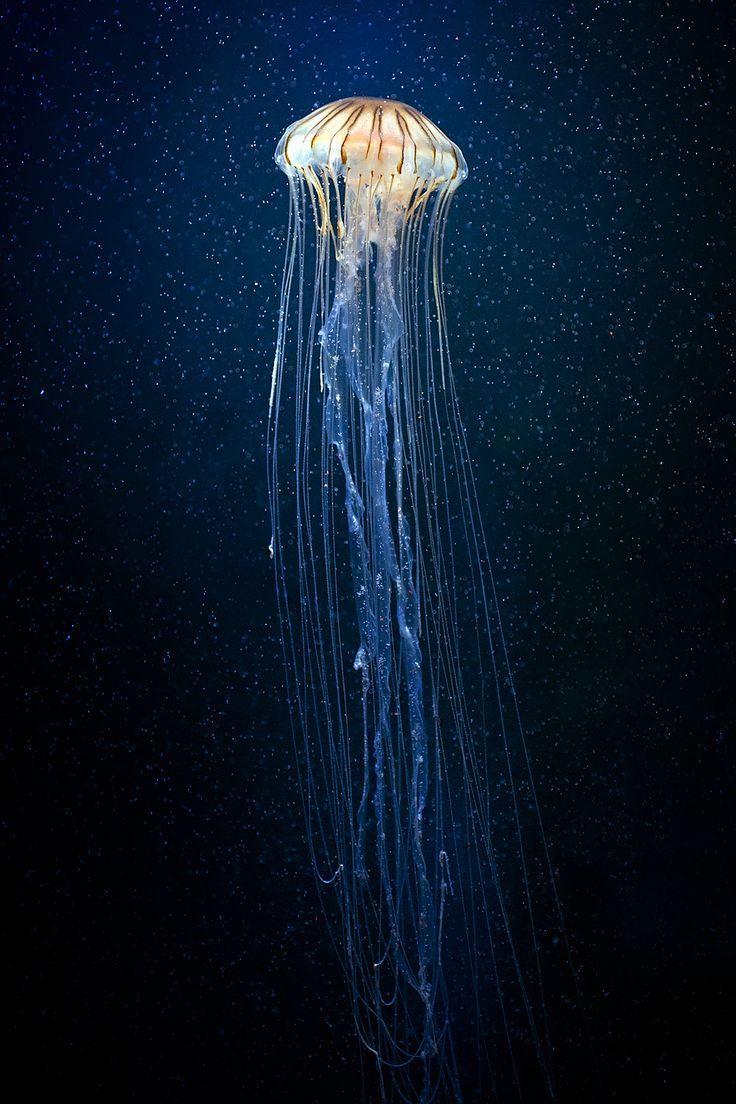 The 397 best Marine life image. Marine life, Water