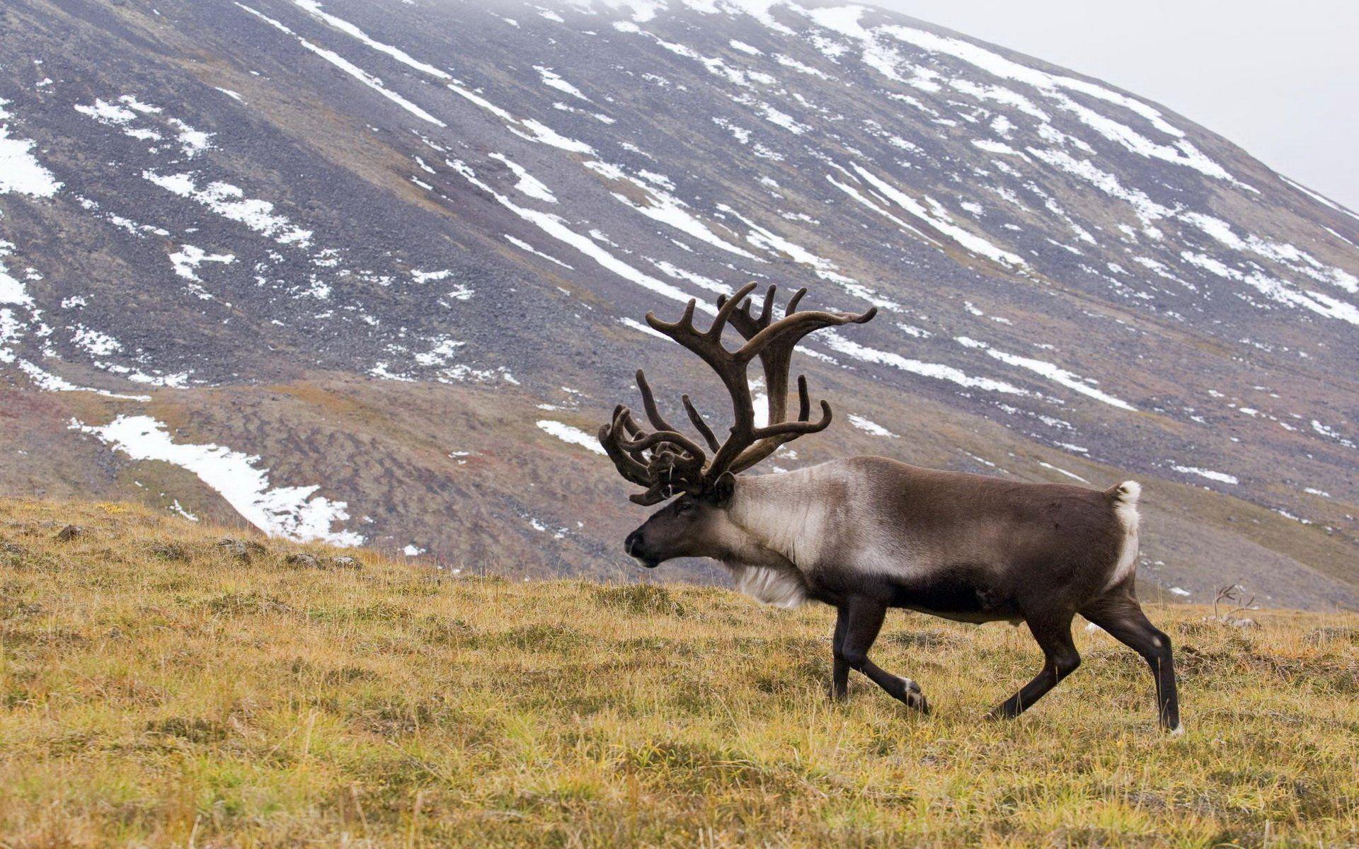Caribou HD Wallpaper and Background Image