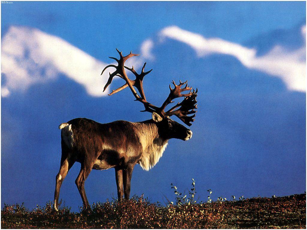 Best caribou wallpaper. Nature HD wallpaper