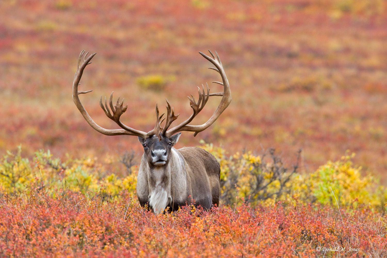 Wallpaper Of The Day: Cariboux1000 Caribou Pics