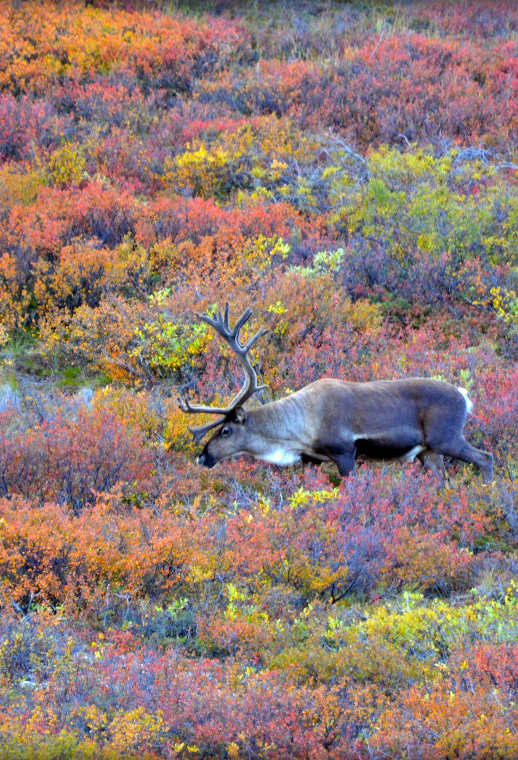 Caribou in Autumn Wallpaper for iPhone X, 6