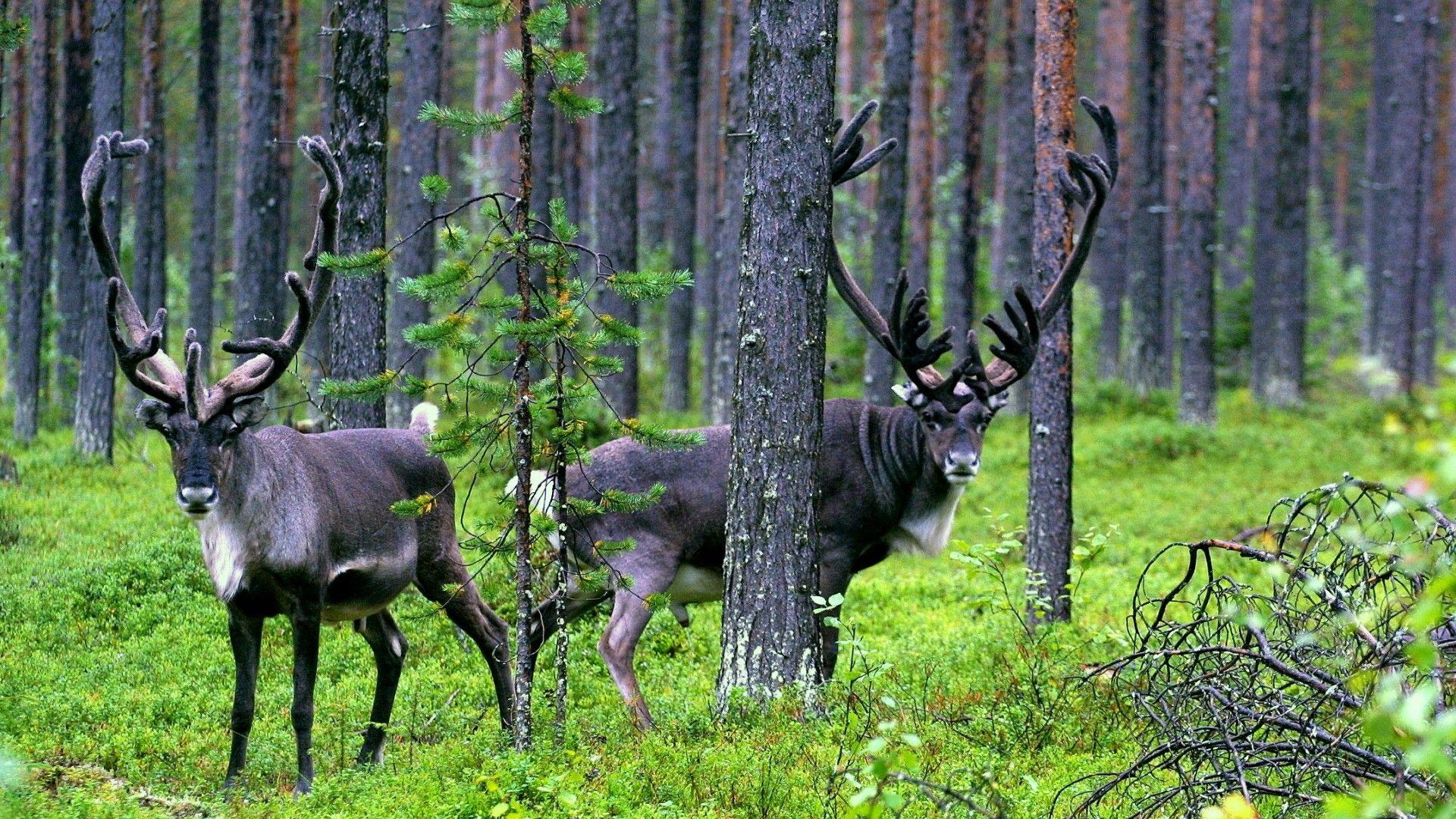 ScreenHeaven: Caribou forests desktop and mobile background